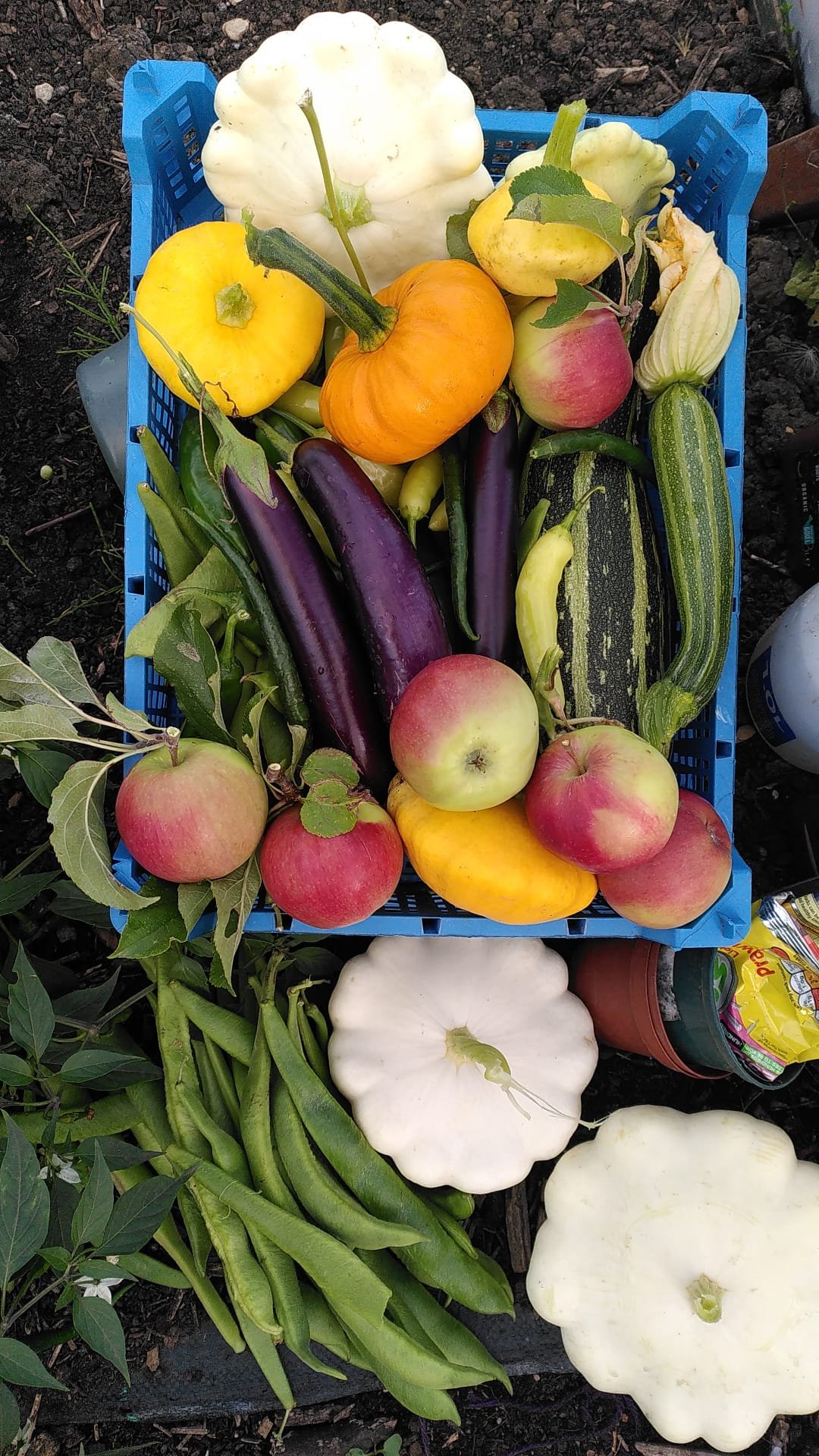 A blue plastic basket containing various freshly picked vegetables and fruits, including pumpkins, eggplants, zucchinis, and several apples.