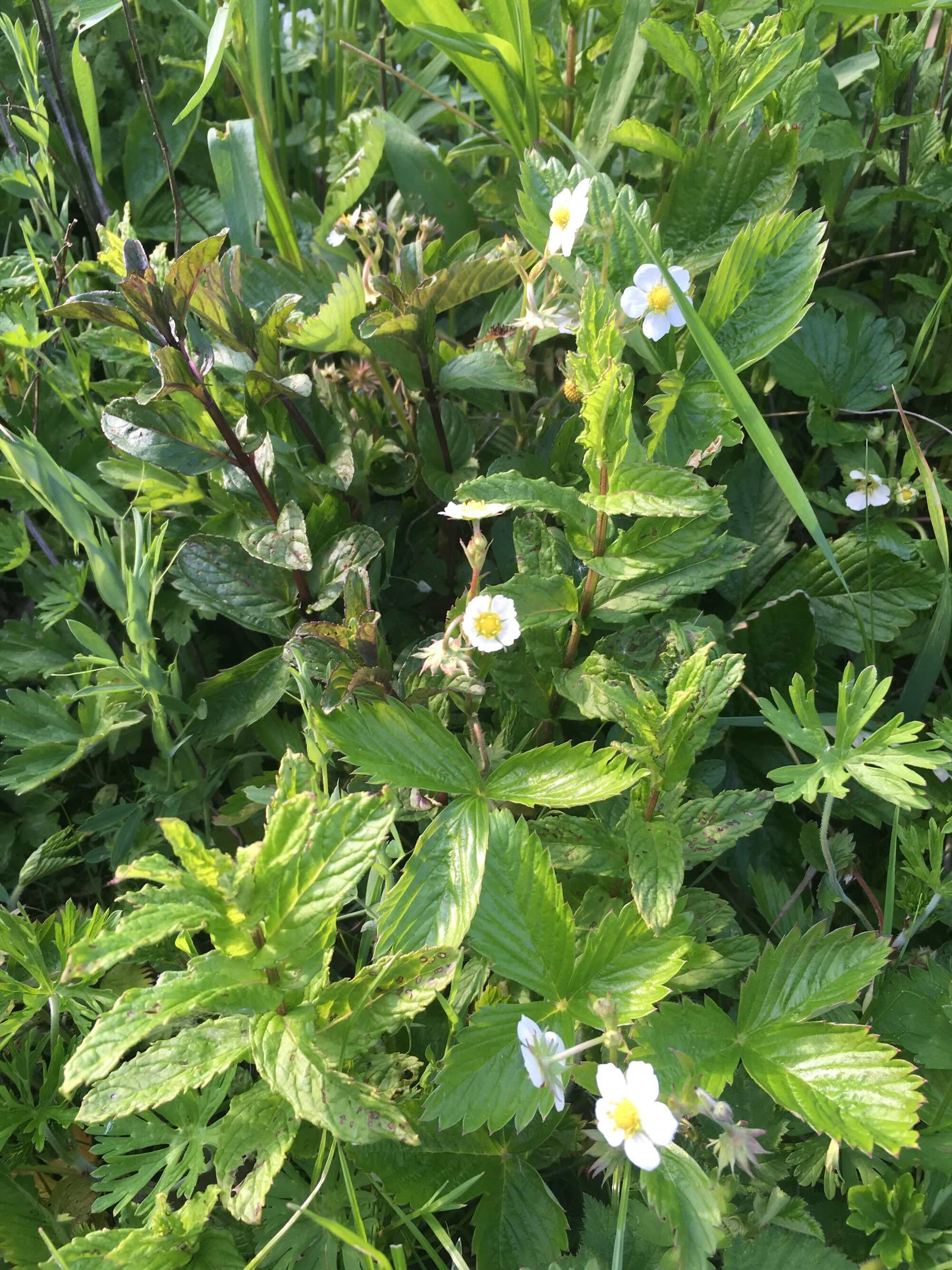 Close-up of green leafy plants with small white flowers and yellow centers, possibly wild strawberries or similar plants.