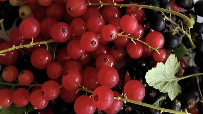 Freshly picked redcurrants, blackcurrants and blackberries.