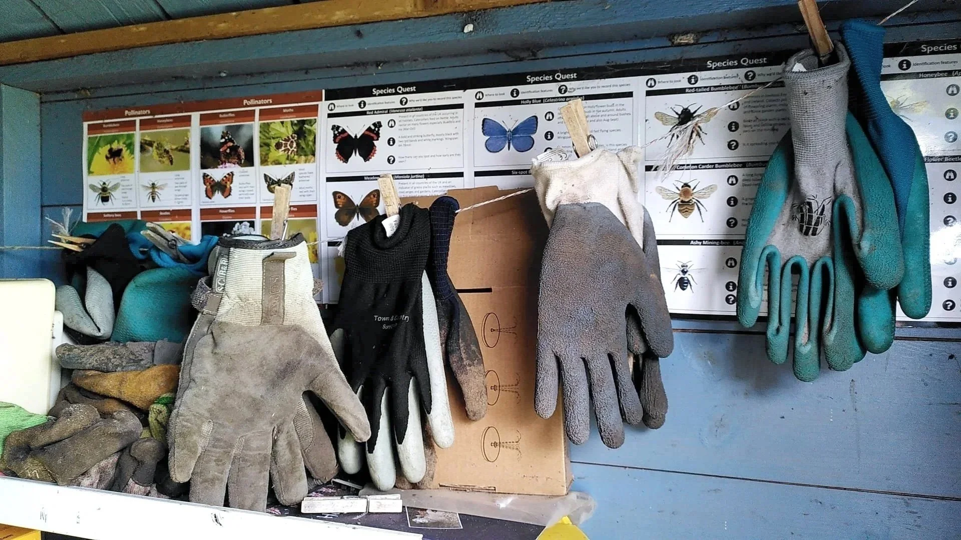 Assorted well-used gardening gloves hanging inside a blue wooden shed, with pollinator identification charts behind them.