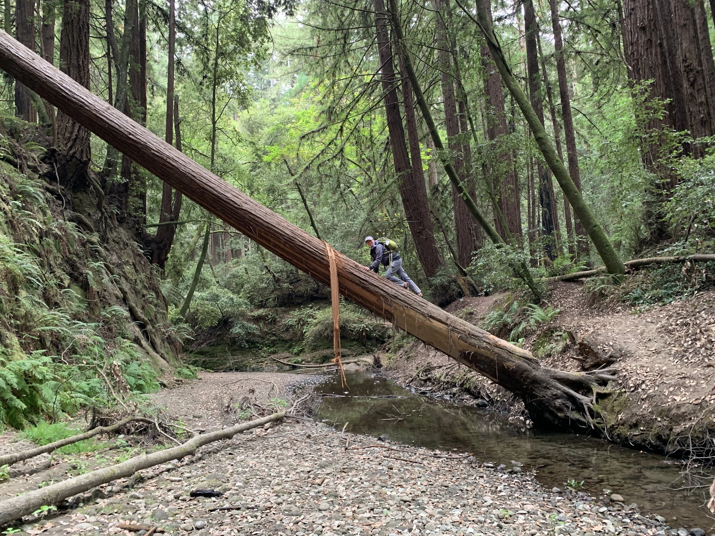 A person crossing a fallen tree over a small creek in a dense forest with tall trees and green foliage.