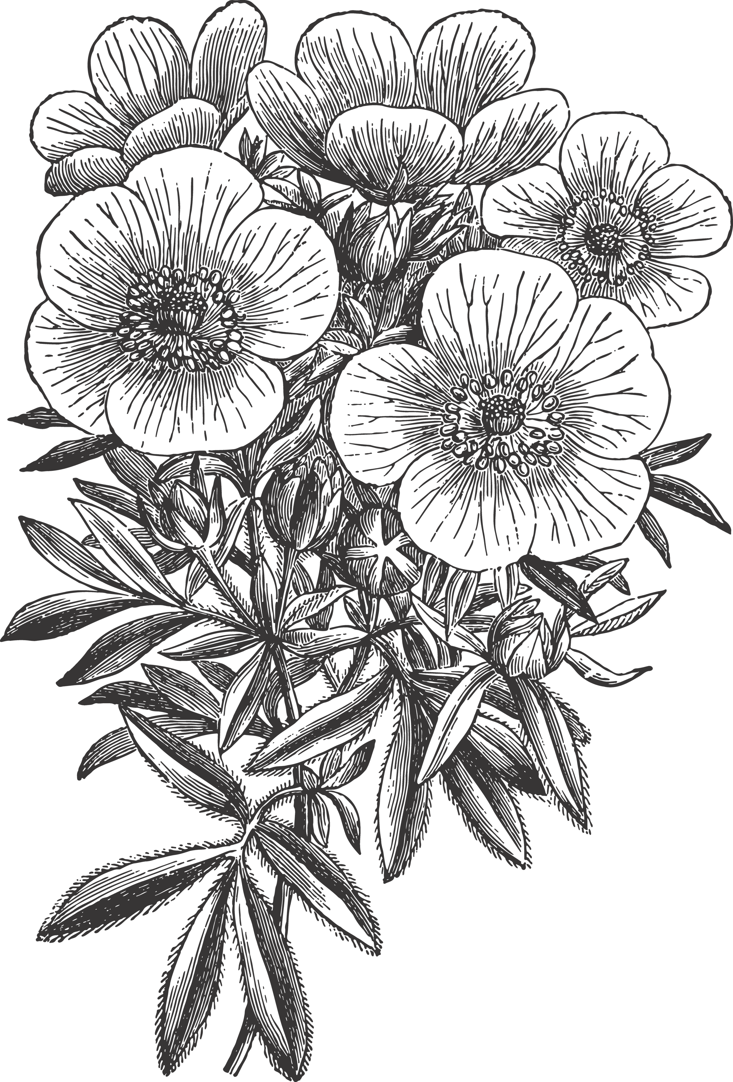 Drawing of Potentilla fruticosa
