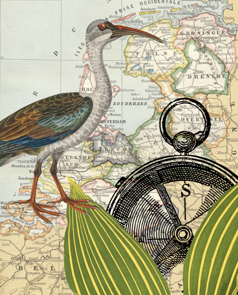 A digital collage including a detailed vintage map, a realistic illustration of a bird, a large green leaf, and a compass overlay.