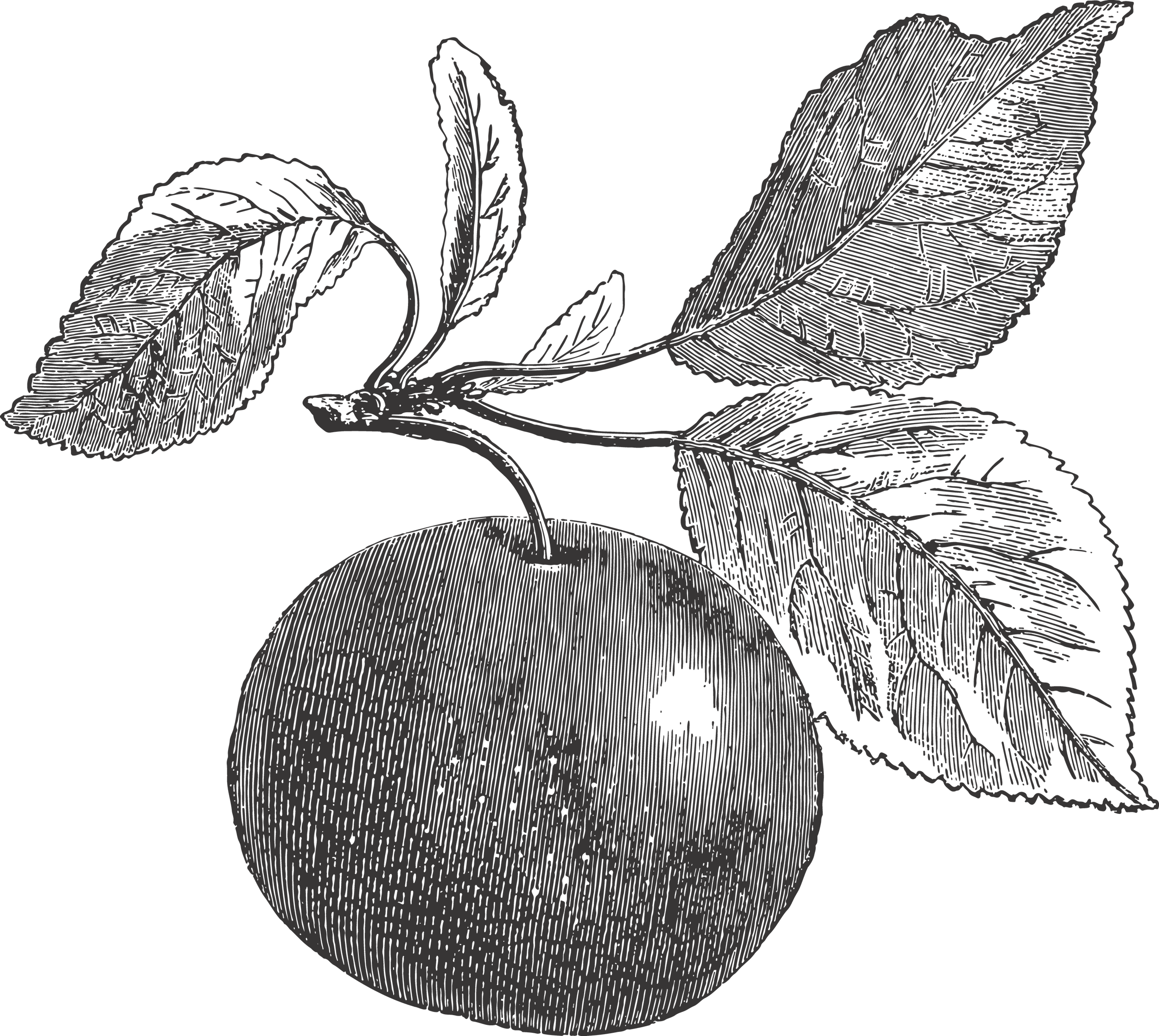 Salon customer with new long natural braids