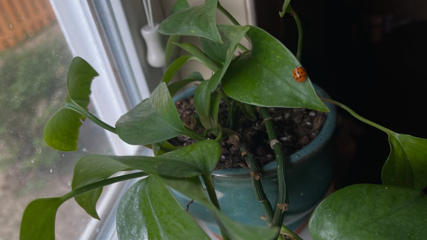 Found this little guy today as the first baby of my Spring season is set to arrive. This time is always the busiest, with new parents needing support and guidance through their own rebirth journeys. I&rsquo;m reminded today how honored I am to do thi