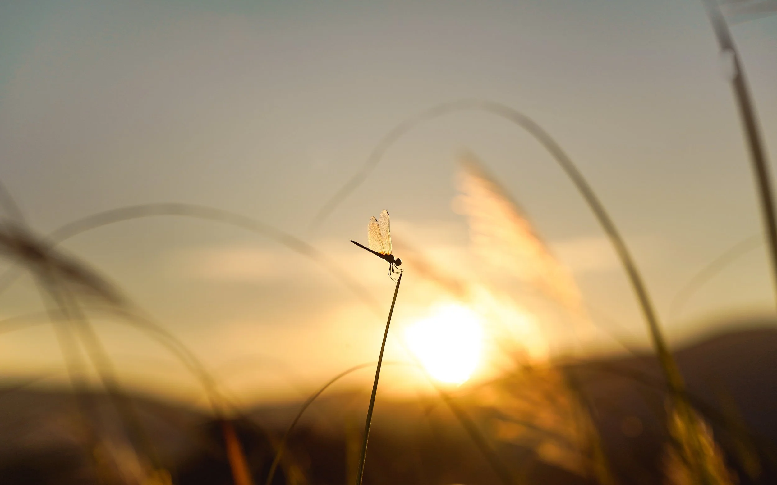 Eine kleine Libelle sitzt auf einem Grashalm vor einem Sonnenuntergang, die Silhouette der Libelle ist sichtbar.
