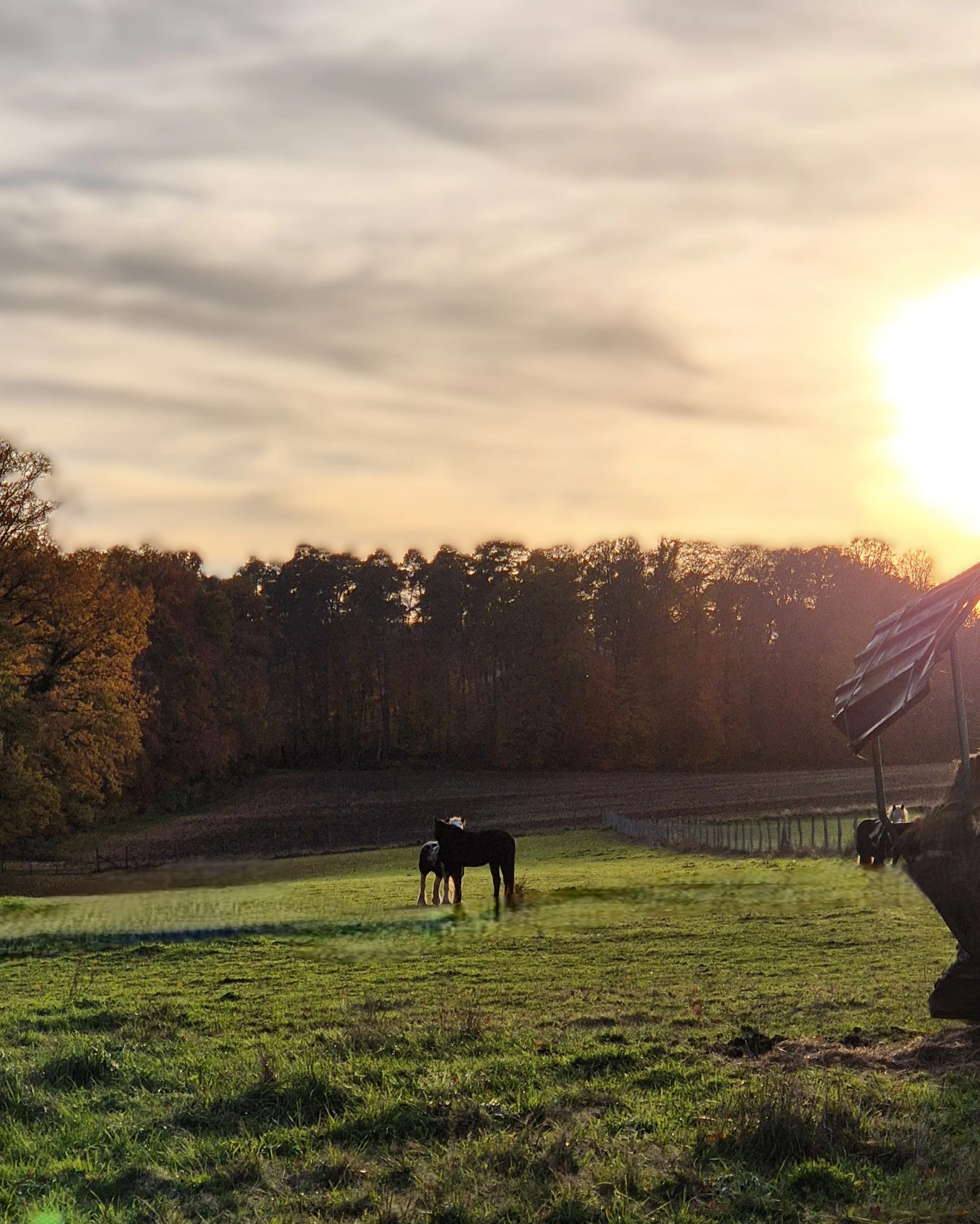 Pferde auf einer Wiese bei Sonnenuntergang an einem Herbsttag.