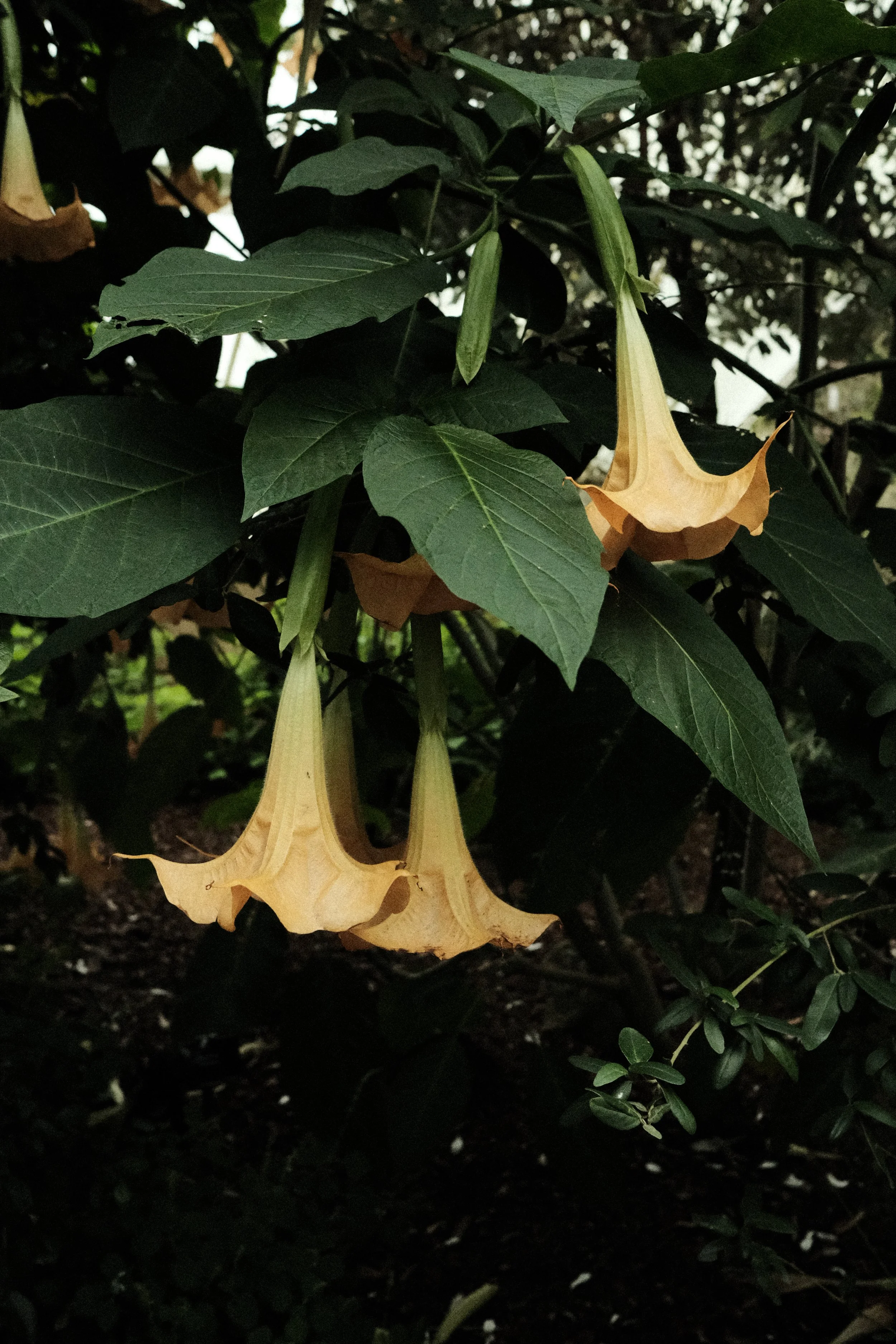 DSCF1111.JPG