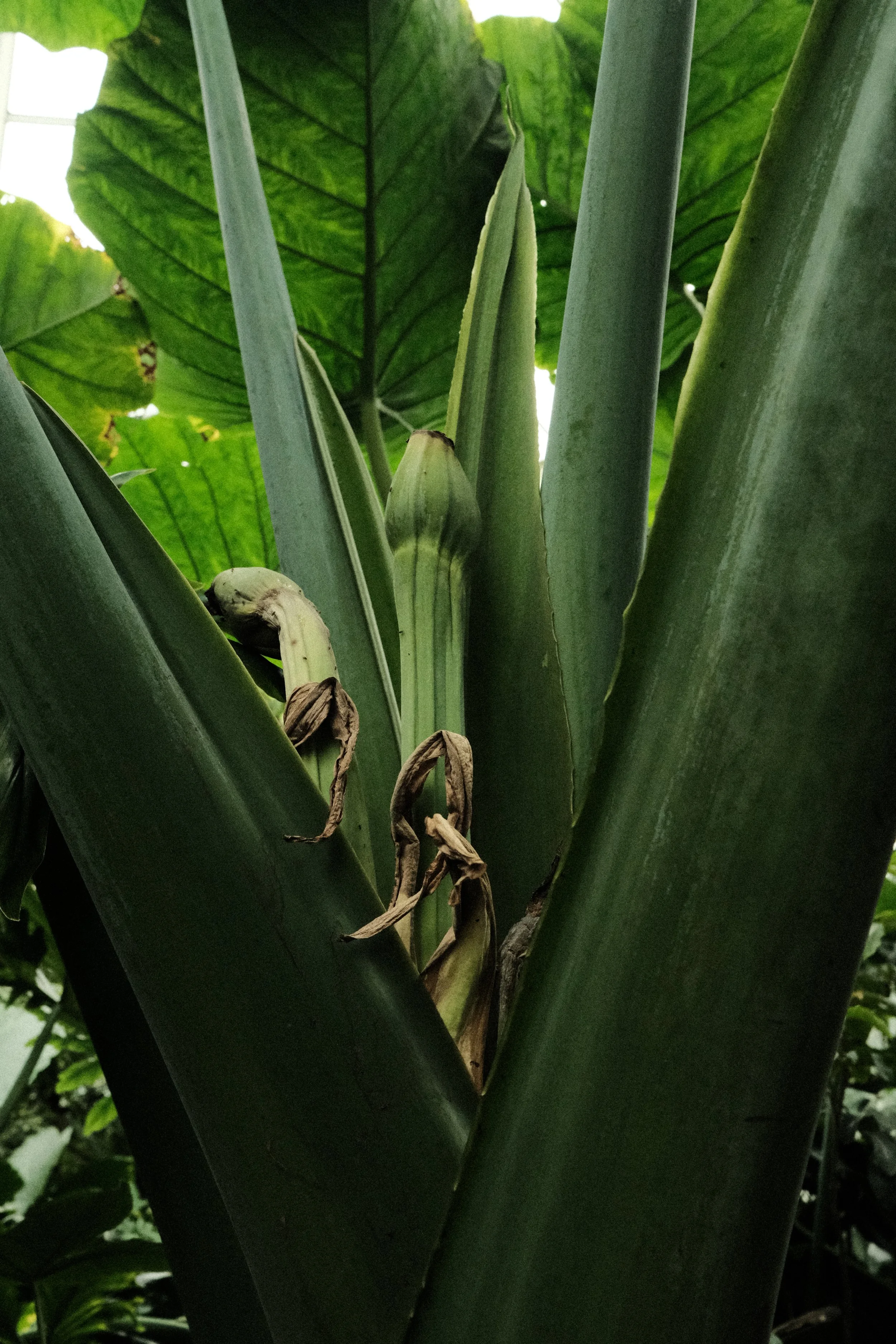 DSCF1215.JPG