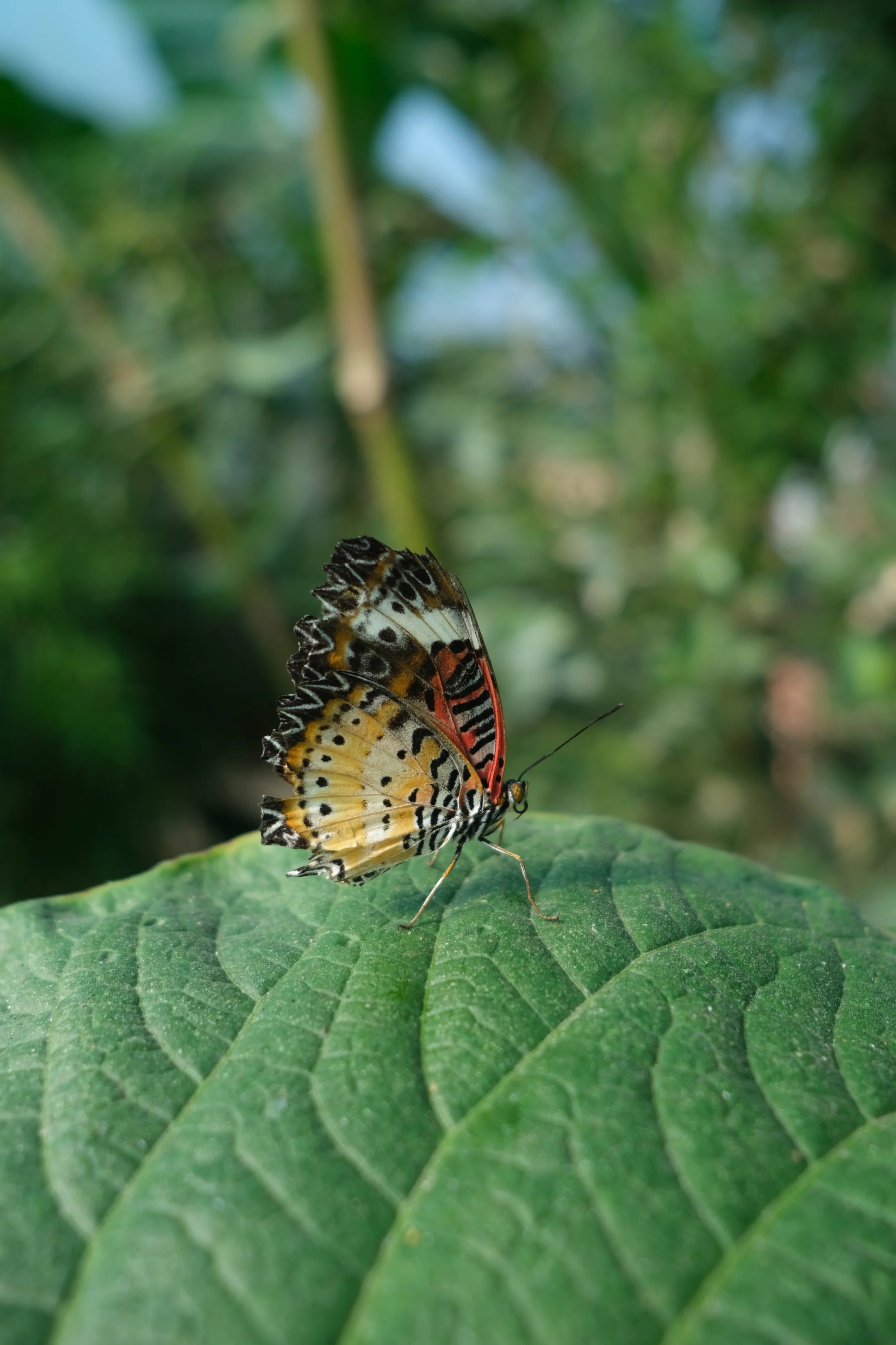 Butterfly Gardens at Middleton Common Farm