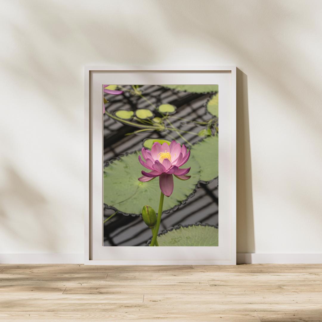 037 Waterlily Print