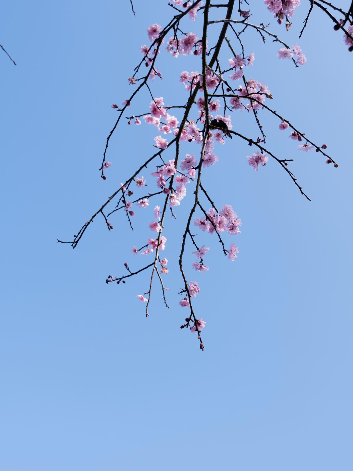 Blossom season never lasts long enough
