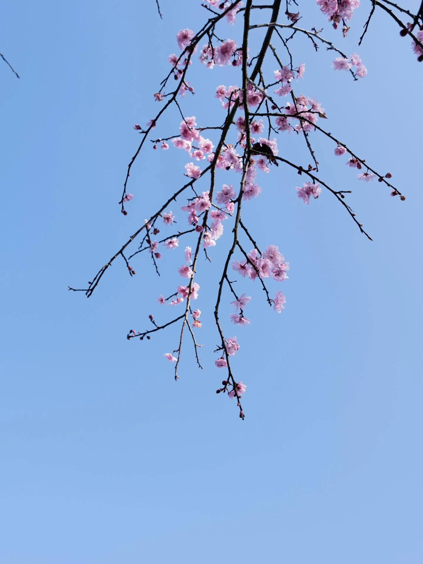 Blossom season never lasts long enough