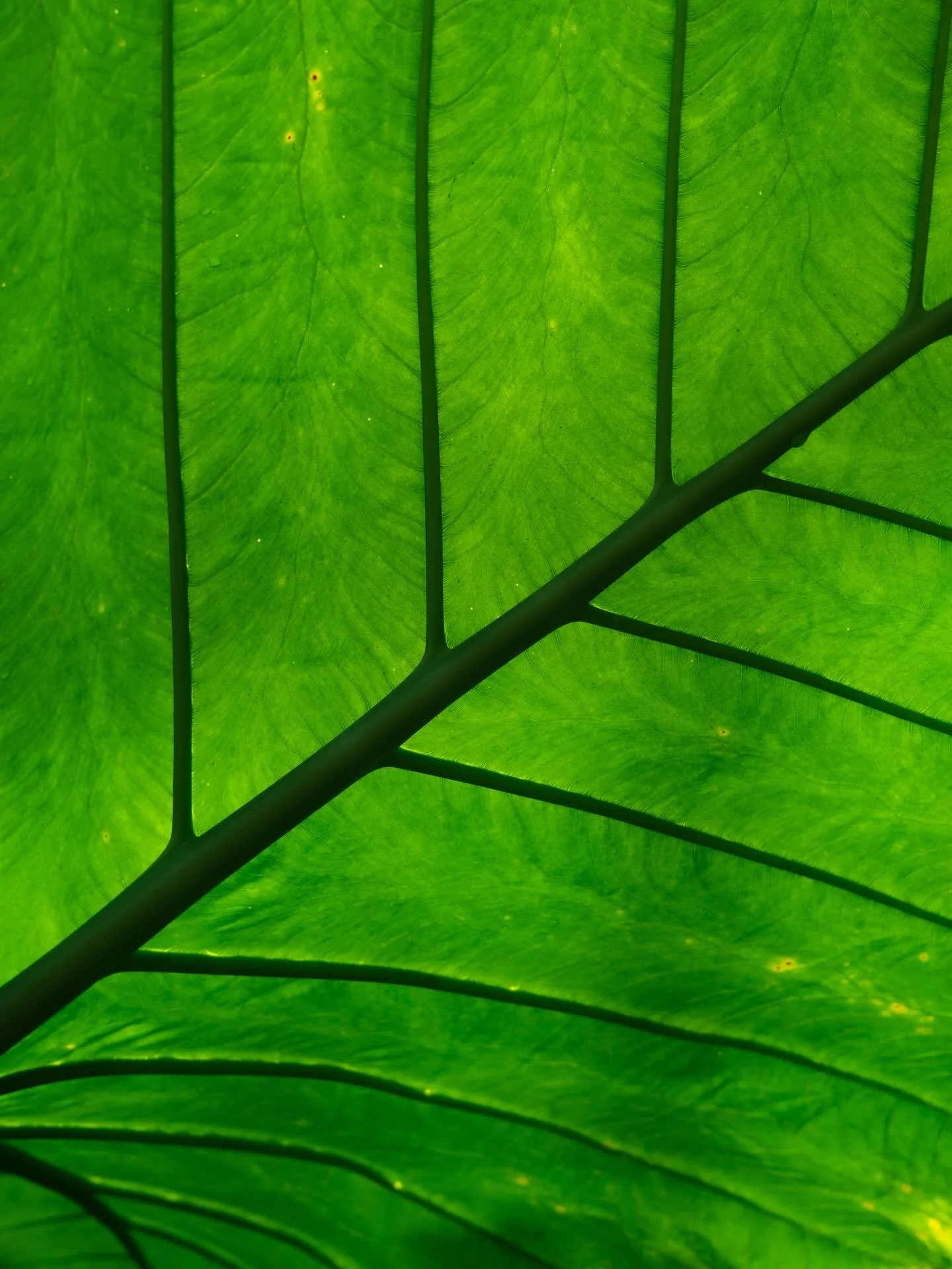 naturephotography #naturelovers #earthfocus #discoverearth #nature_perfection #ourplanetdaily planetearth stayandwander peacefulplaces calmvisuals