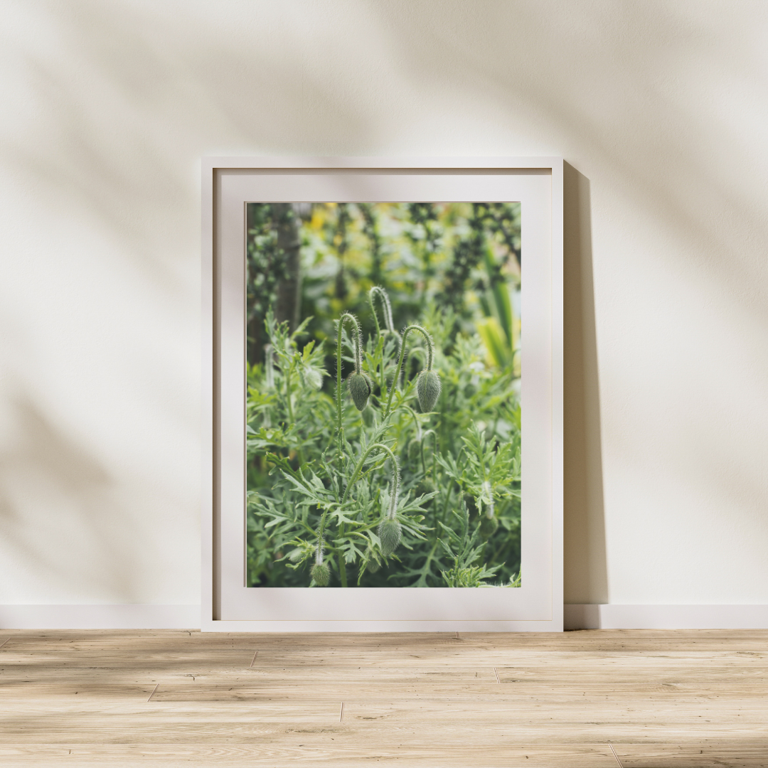 017 Poppy Seed Head Print