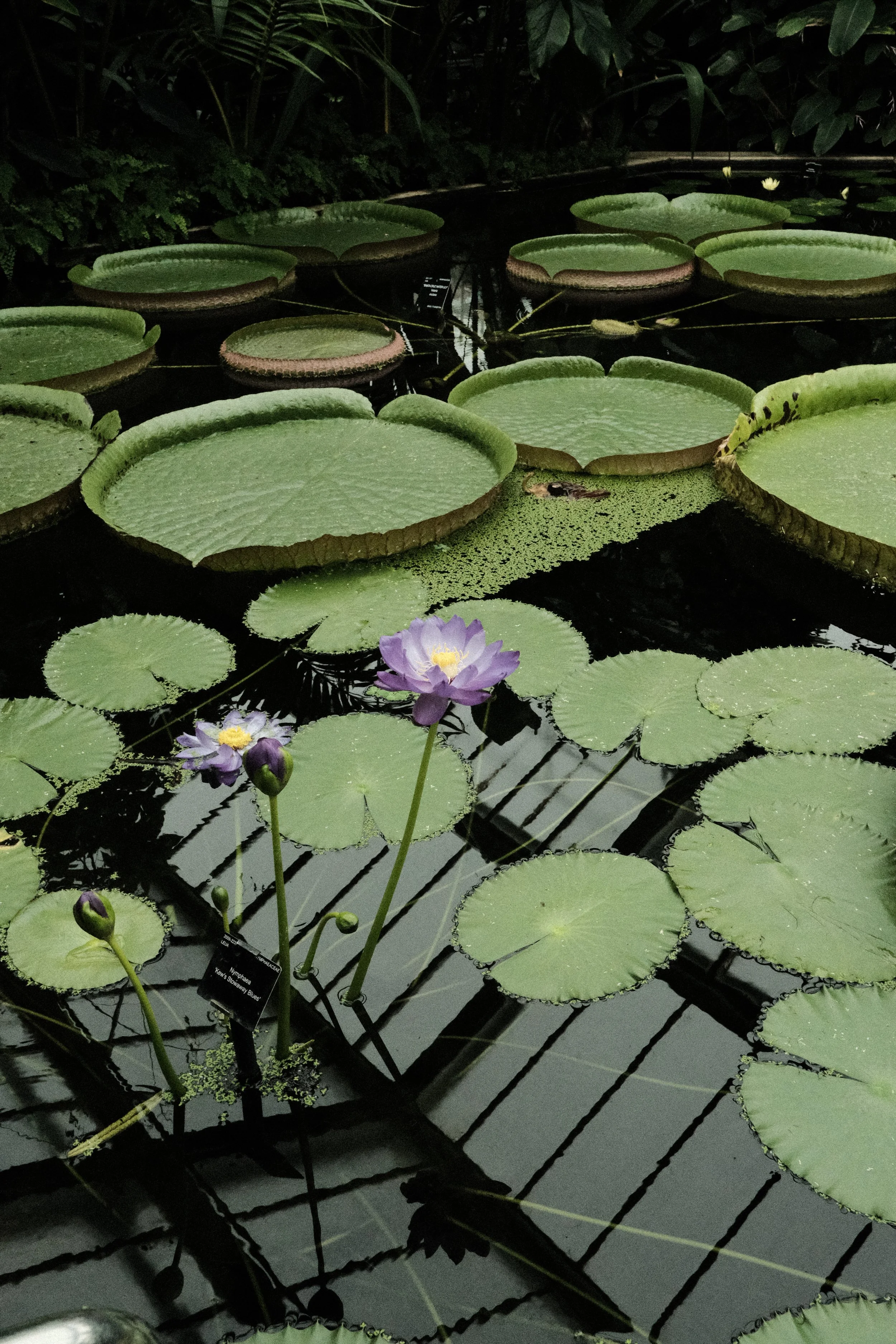 DSCF1158.JPG
