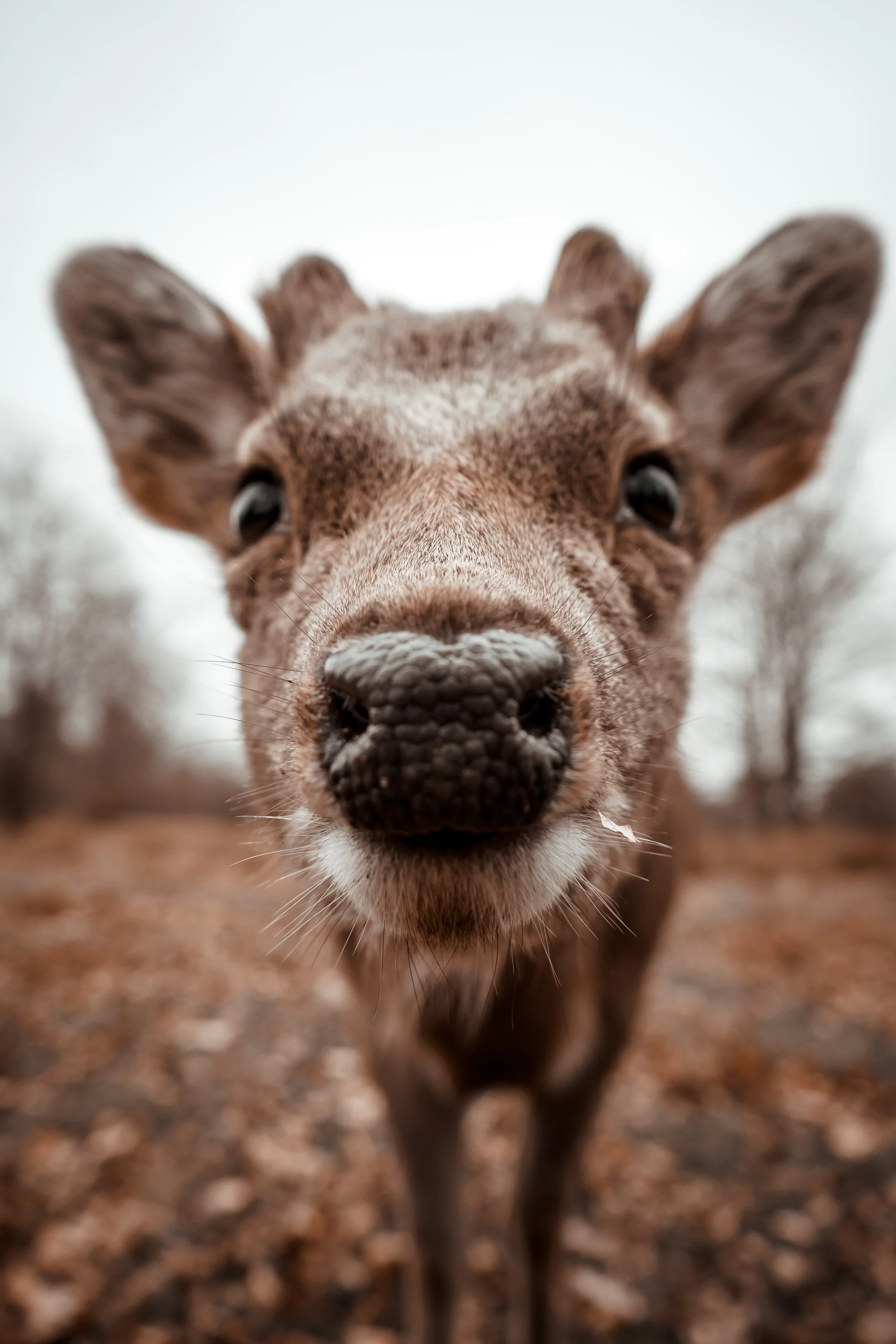 Knole Park, Sevenoaks, Kent 