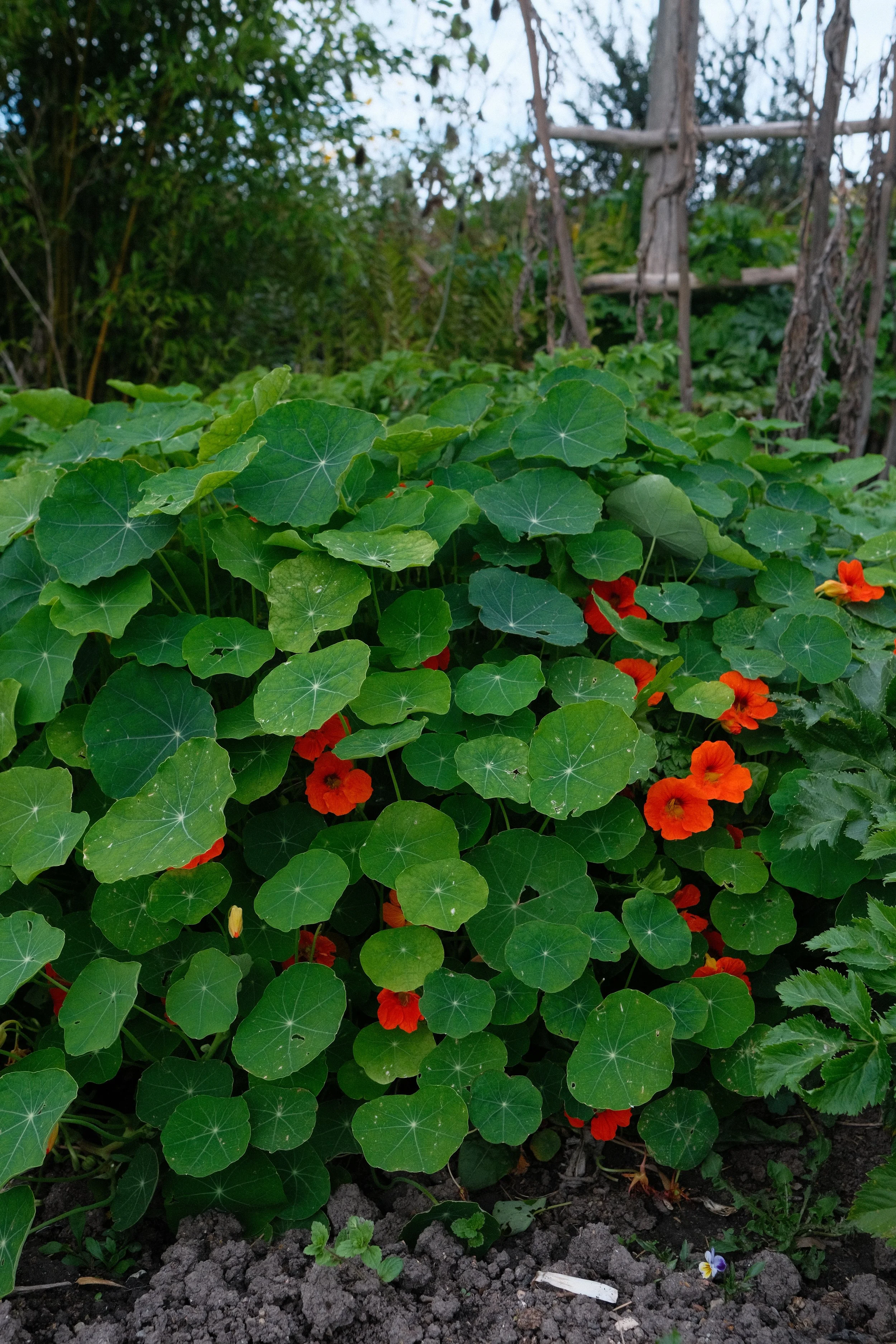 Great Dixter, East Sussex - 2025