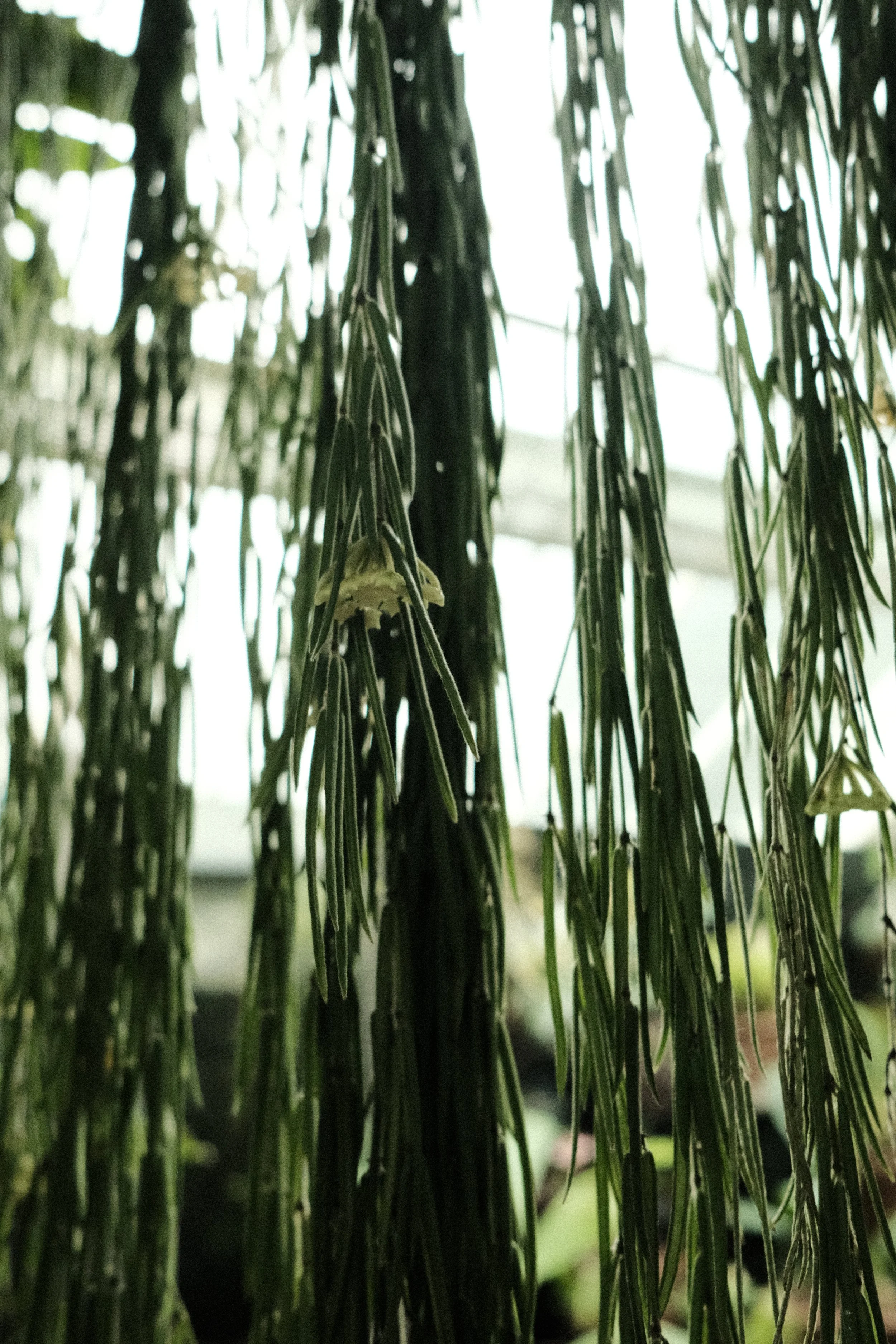 DSCF1255.JPG