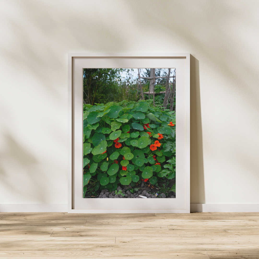 043 Nasturtium Print