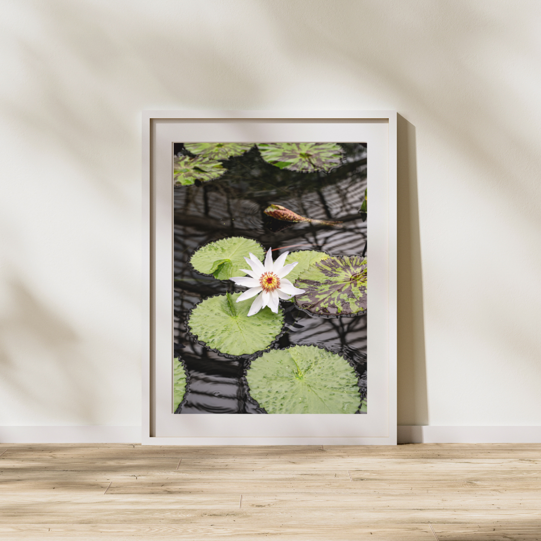 023 Lily Pad Print