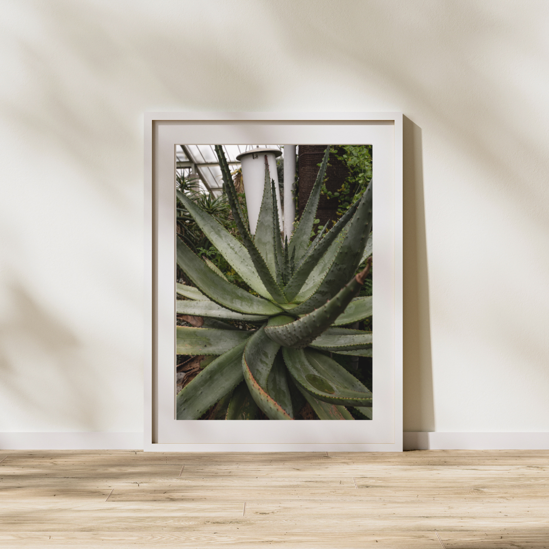 047 Plant Print