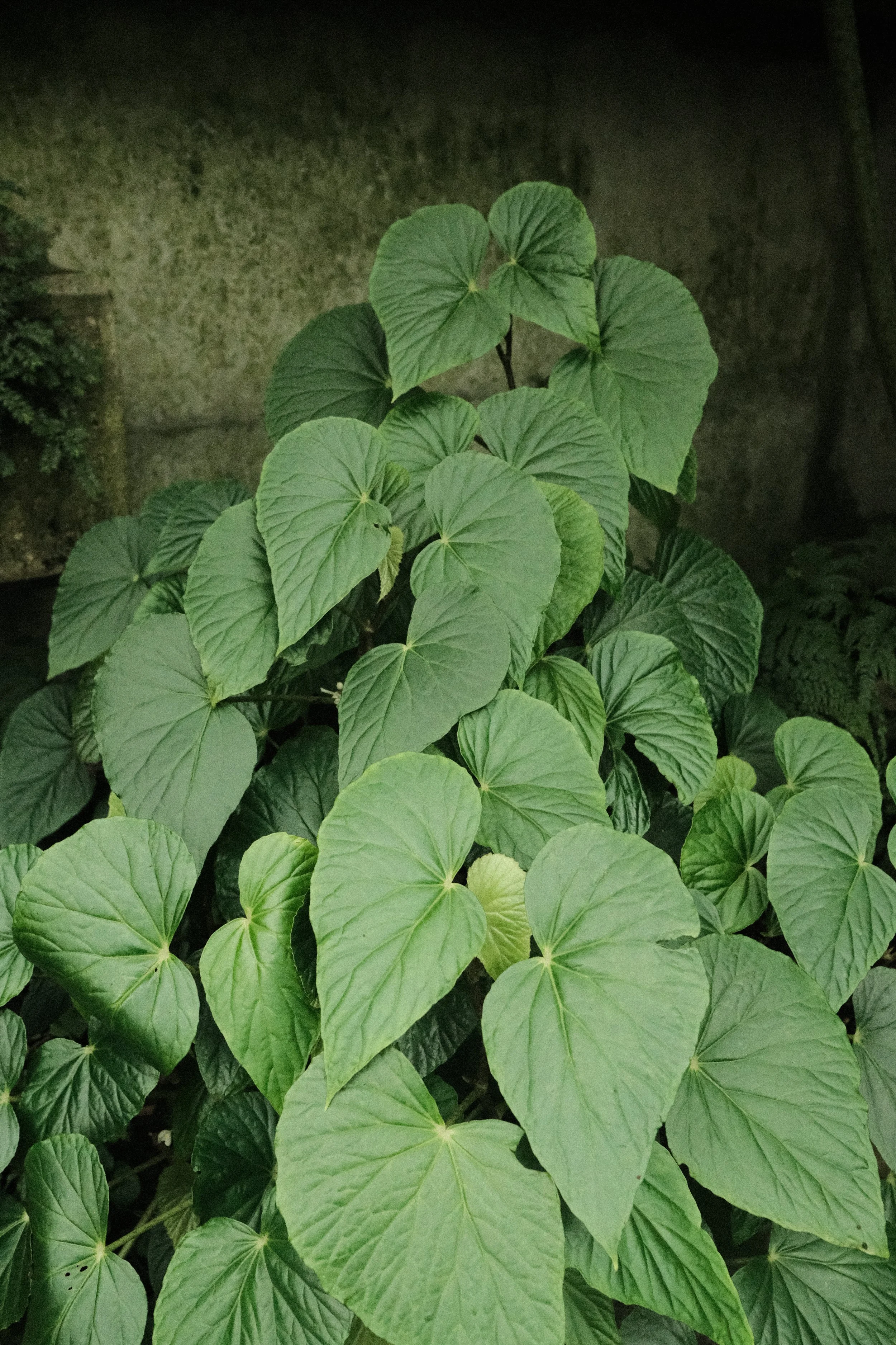 DSCF1118.JPG