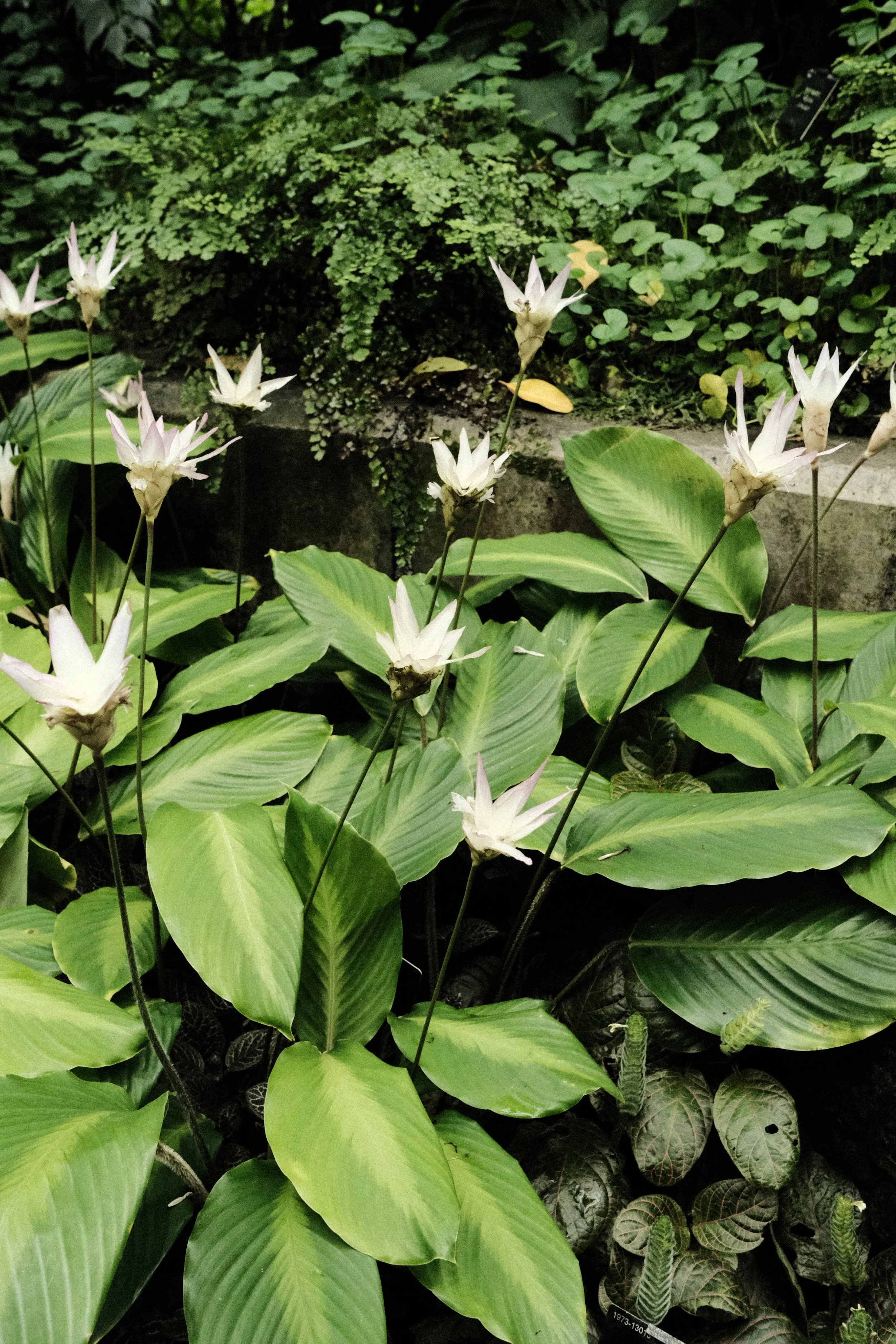 DSCF1203.JPG