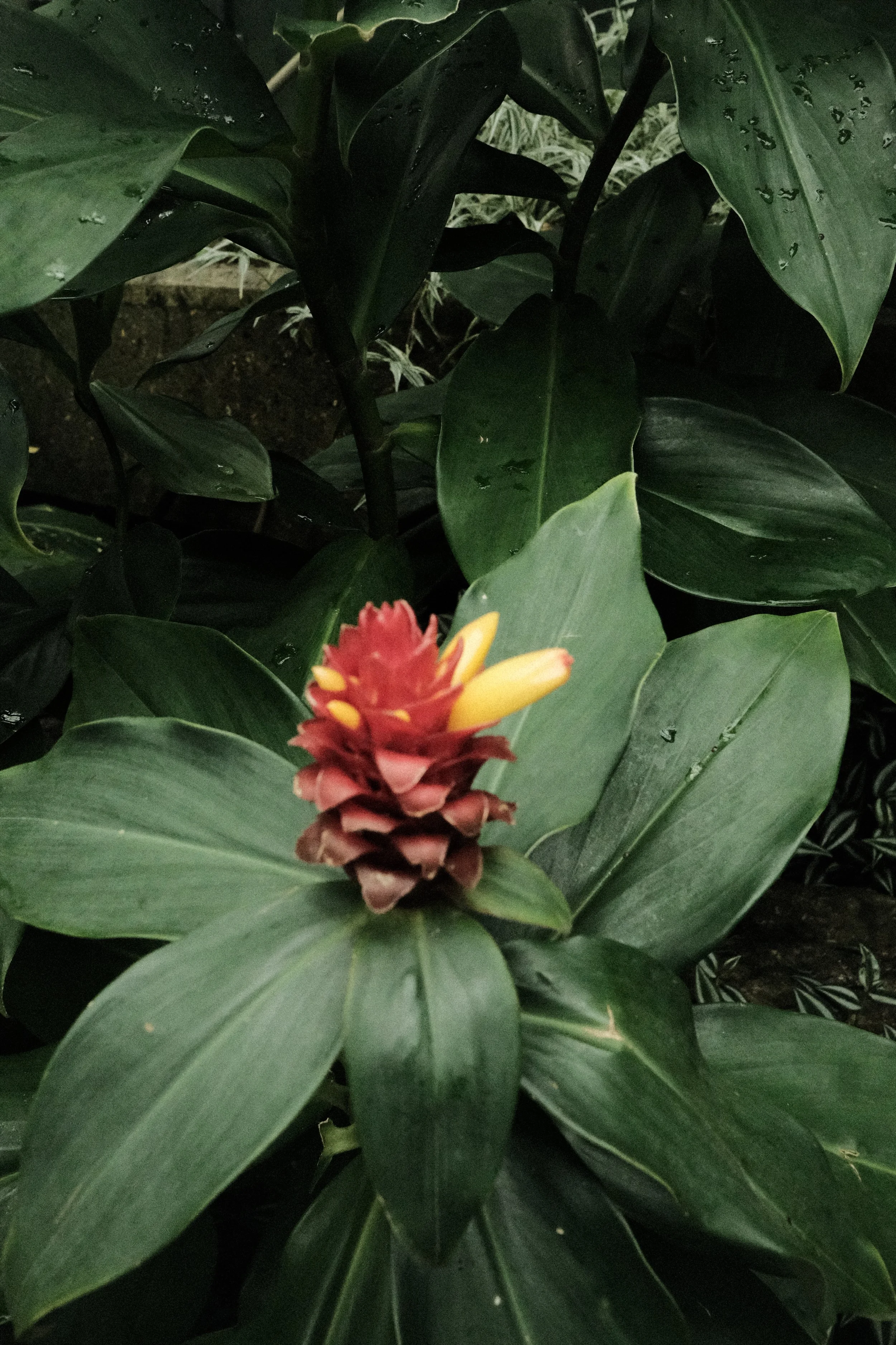 DSCF1120.JPG