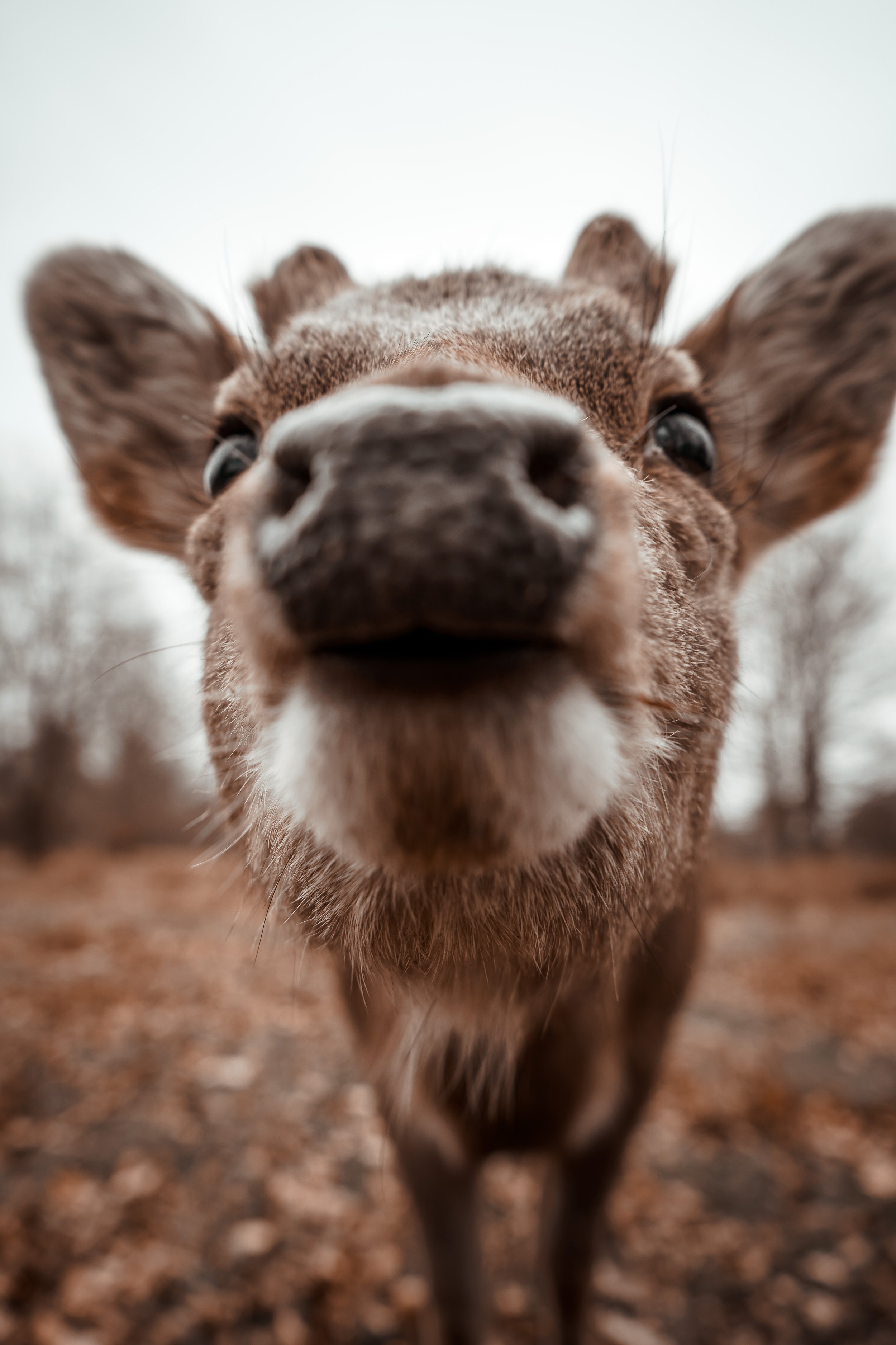 Knole Park, Sevenoaks 