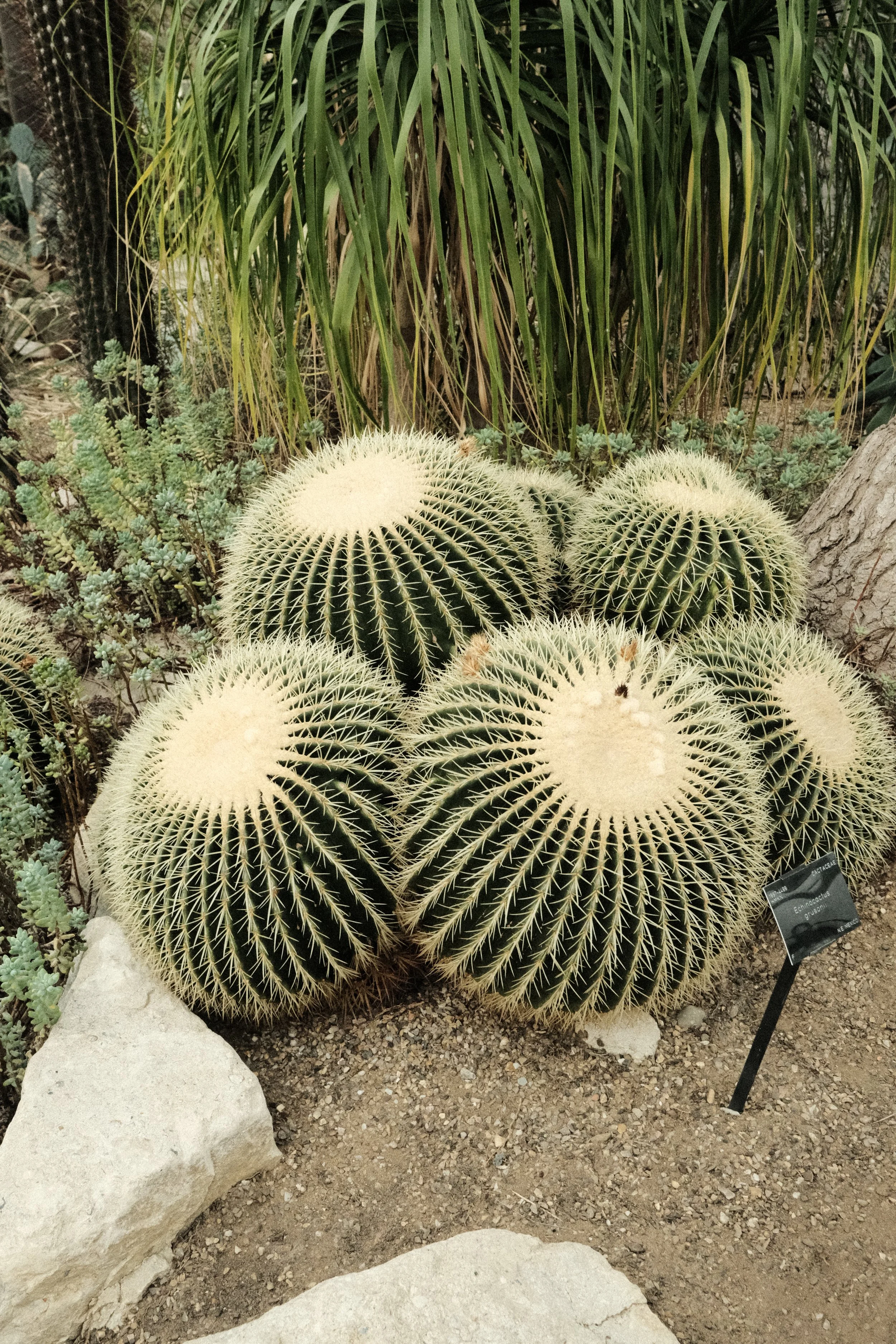 DSCF1315.JPG