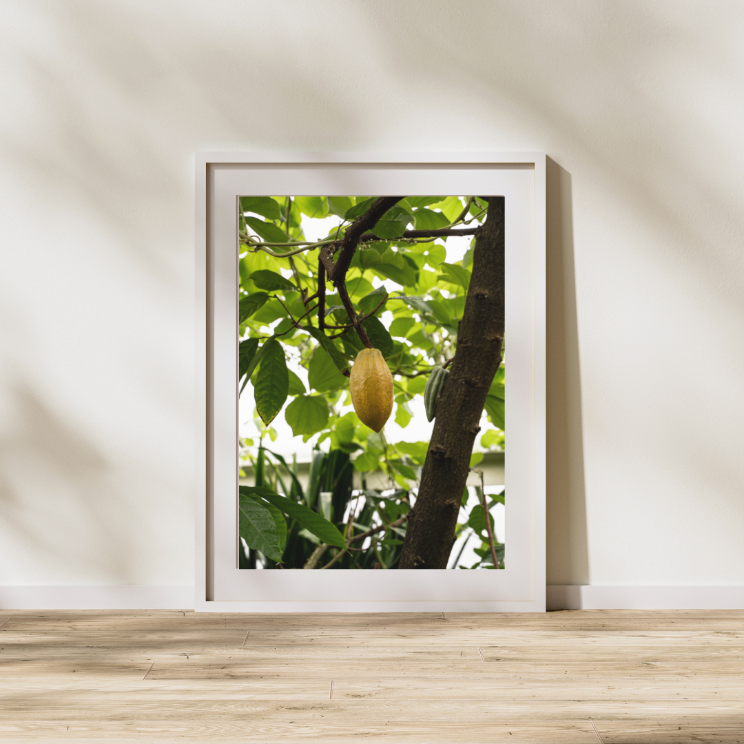 028 Cocoa Bean Print