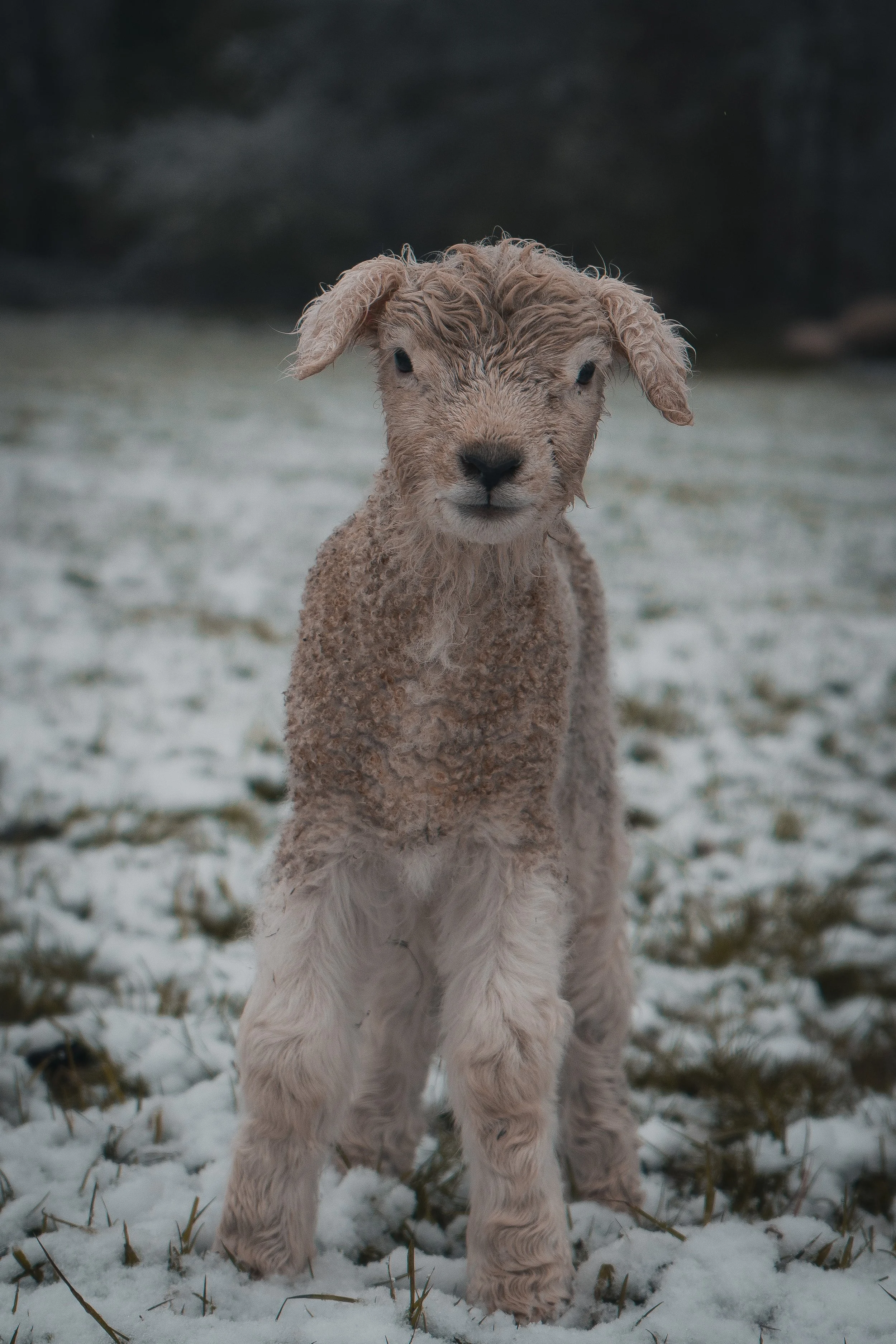 Snow Lambs