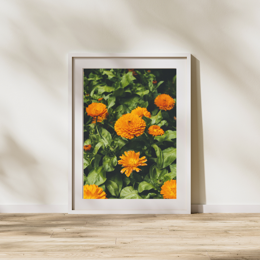 016 Calendula Print