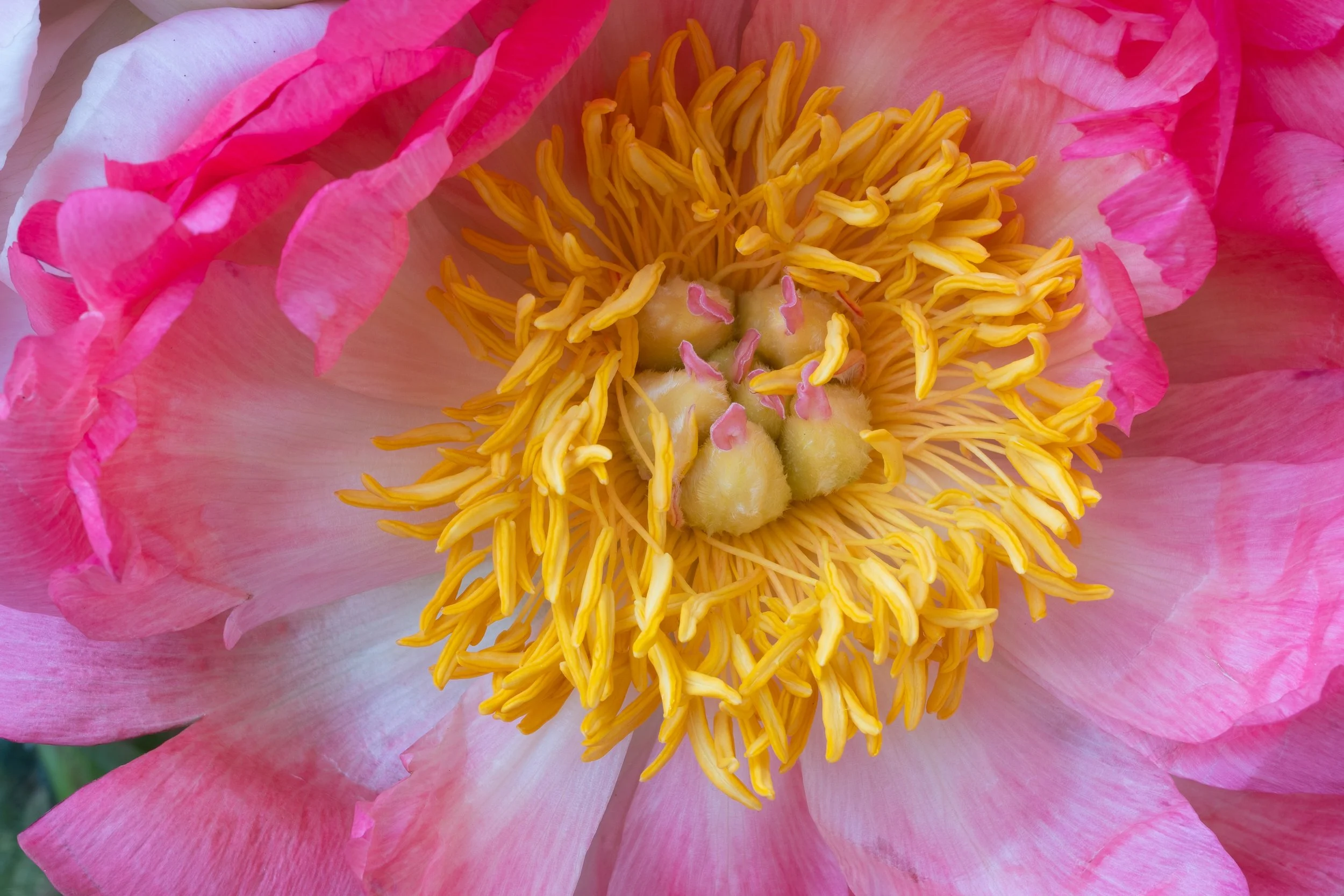 Peony Blush
