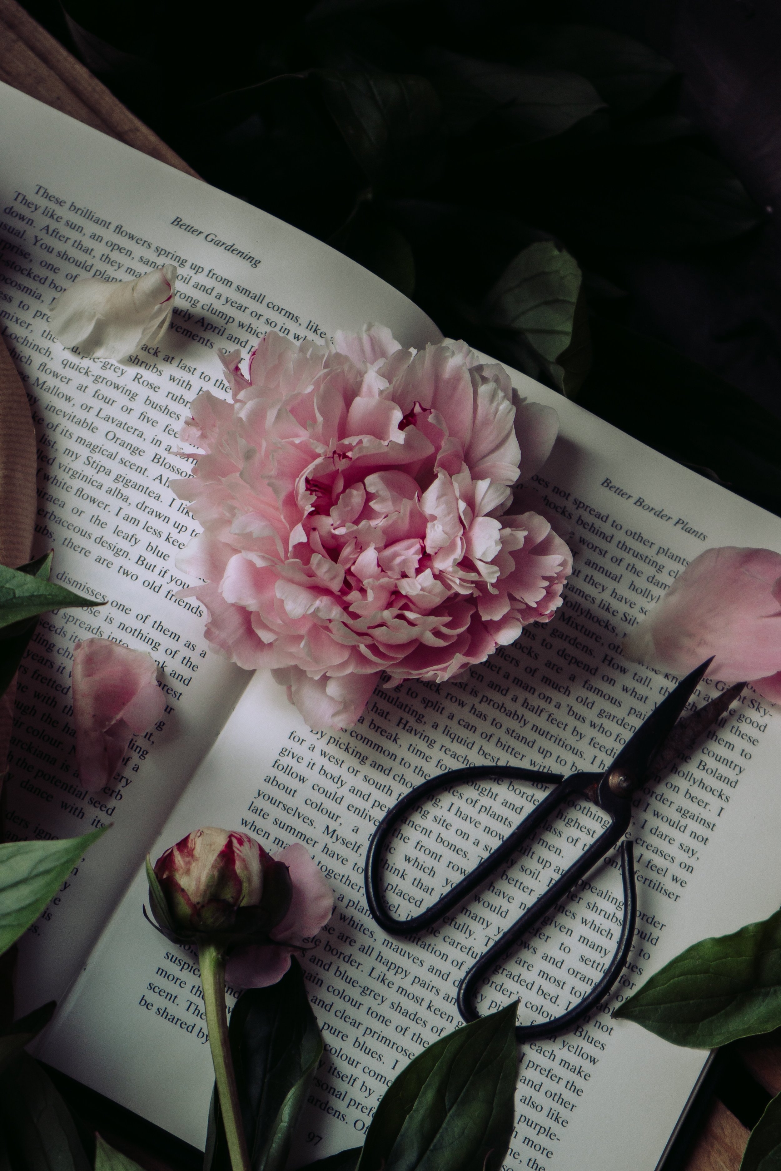 Vinetta Flower Gallery 