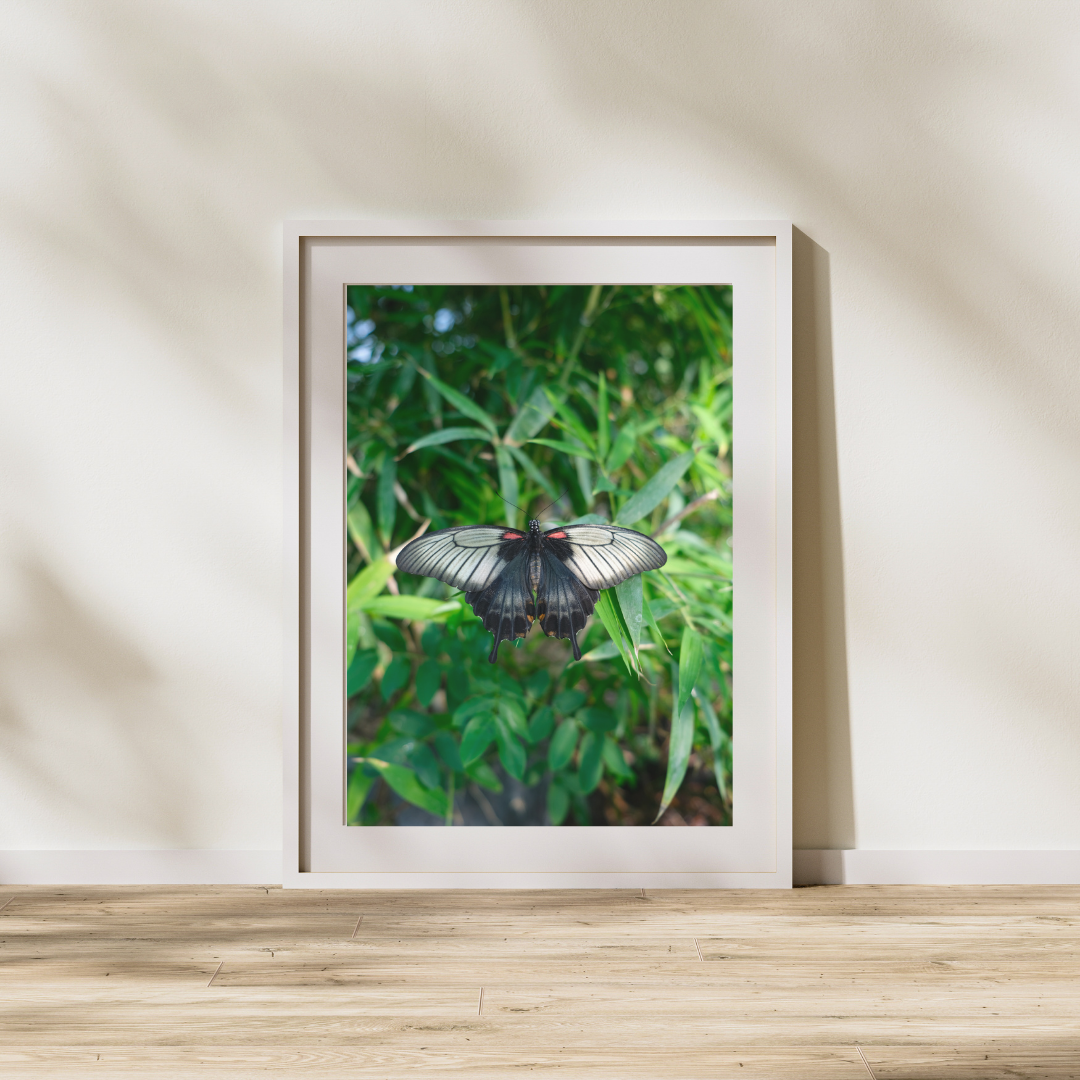 055 Butterfly Print