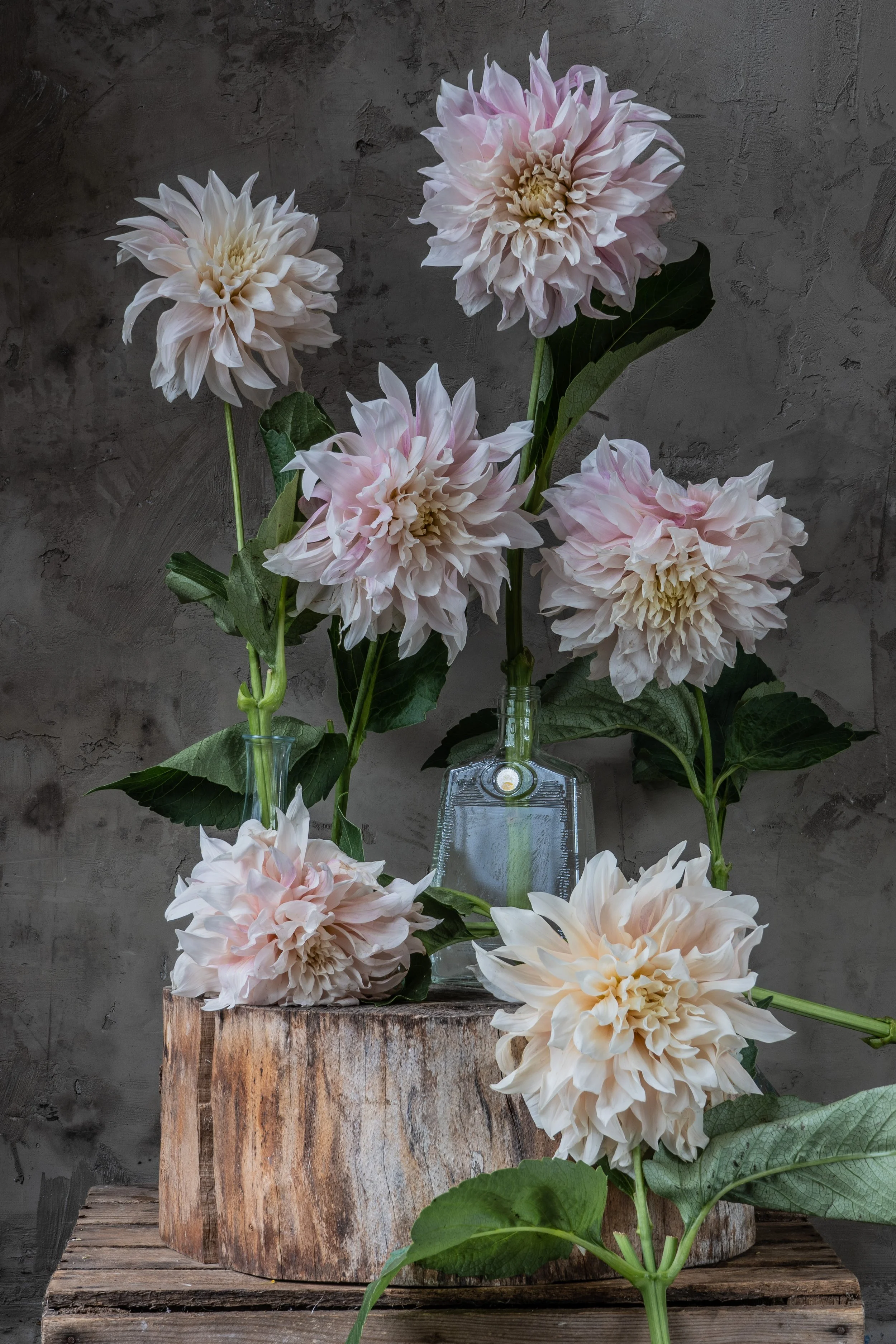 Dahlias
