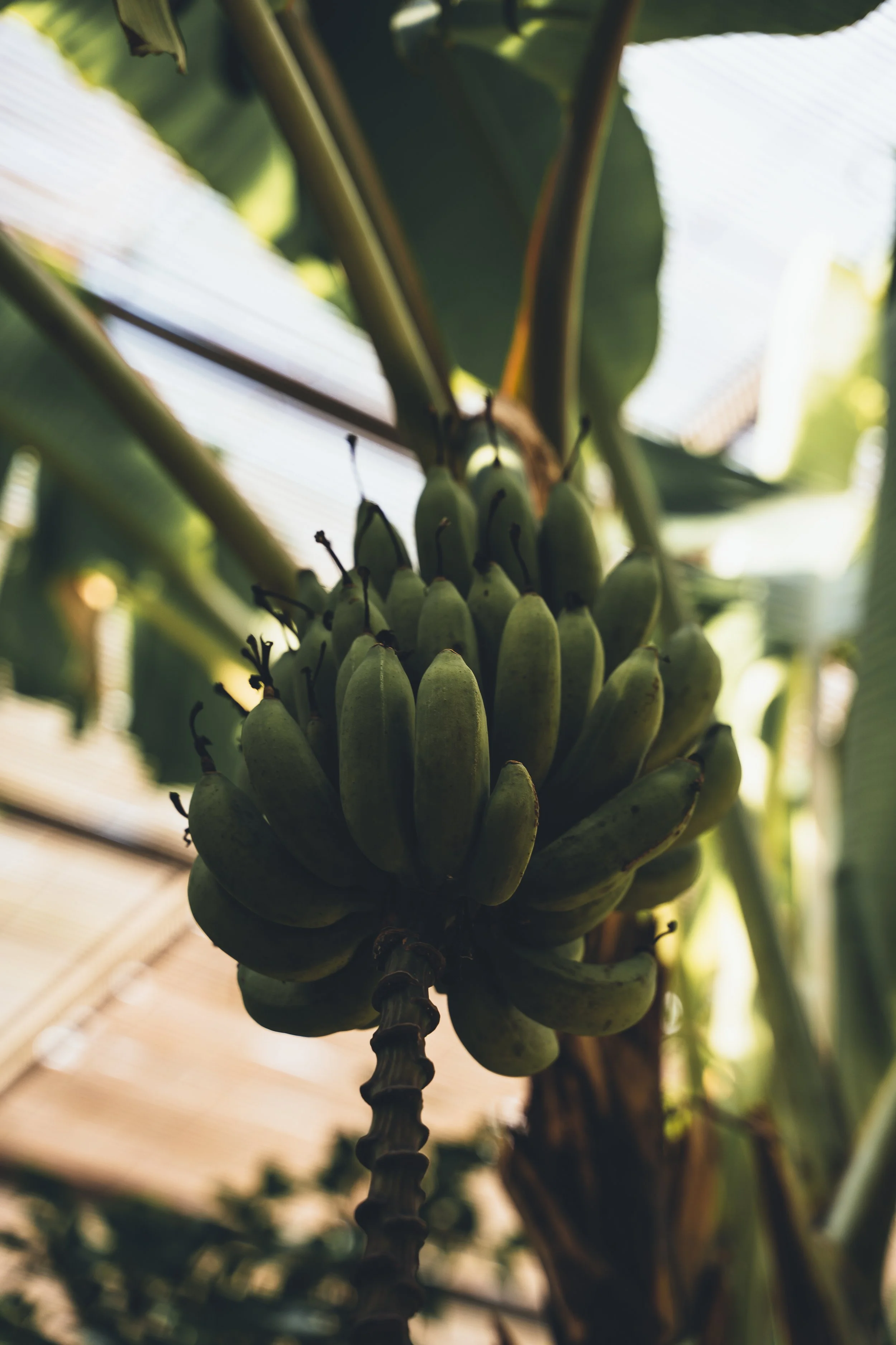 Estufa Fria, Lisbon, Portugal 