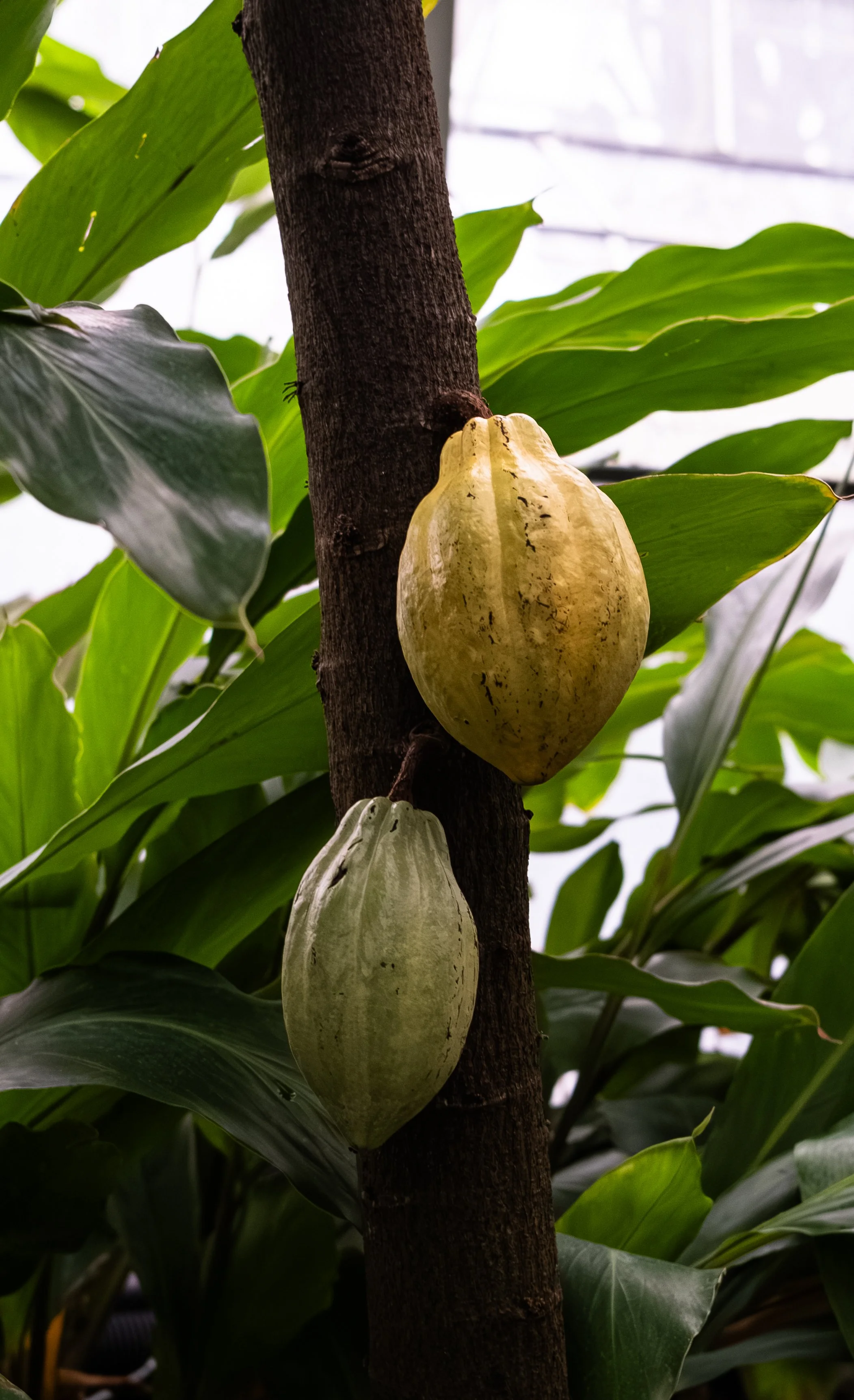 Oxford Botanic Garden