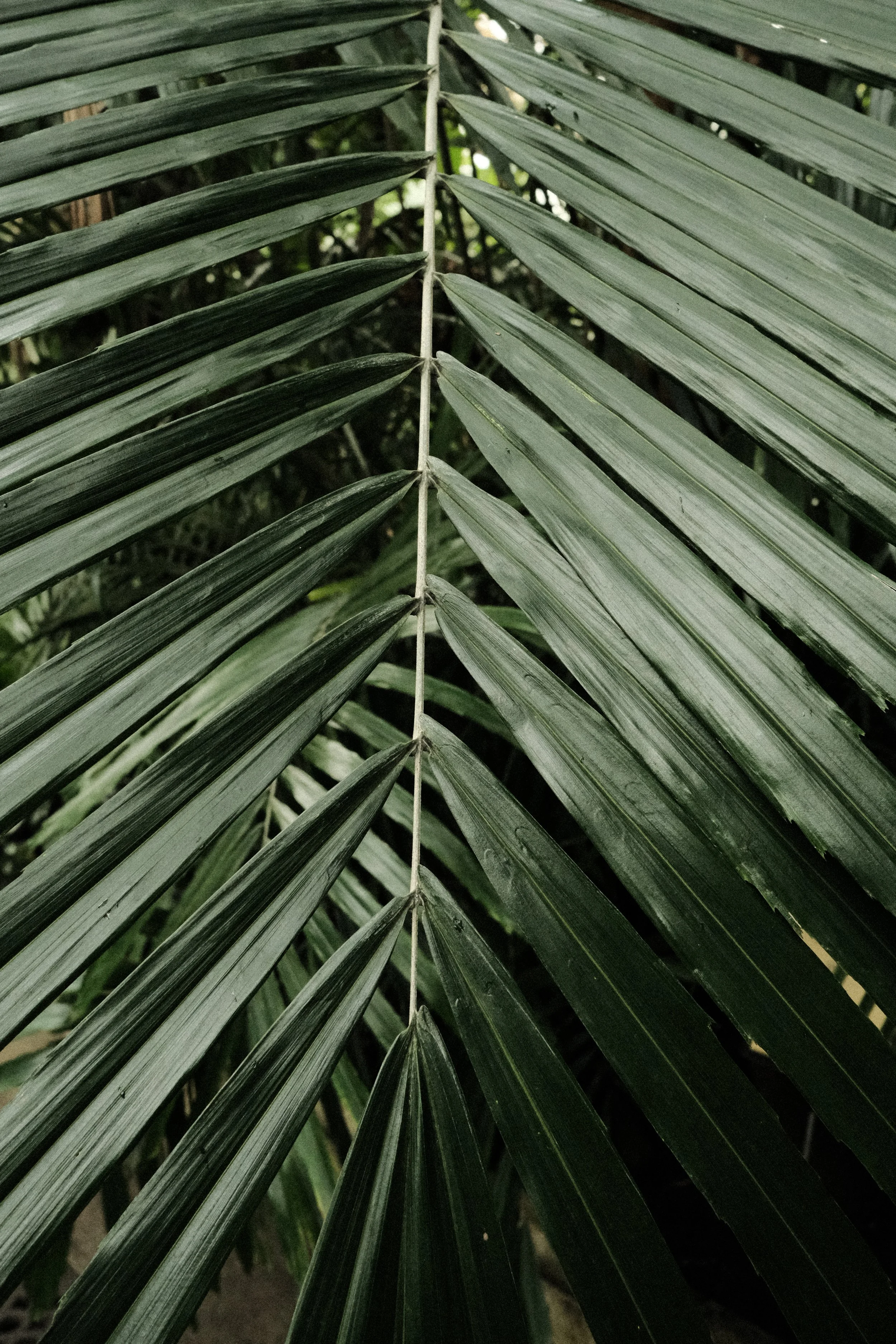 DSCF1329.JPG