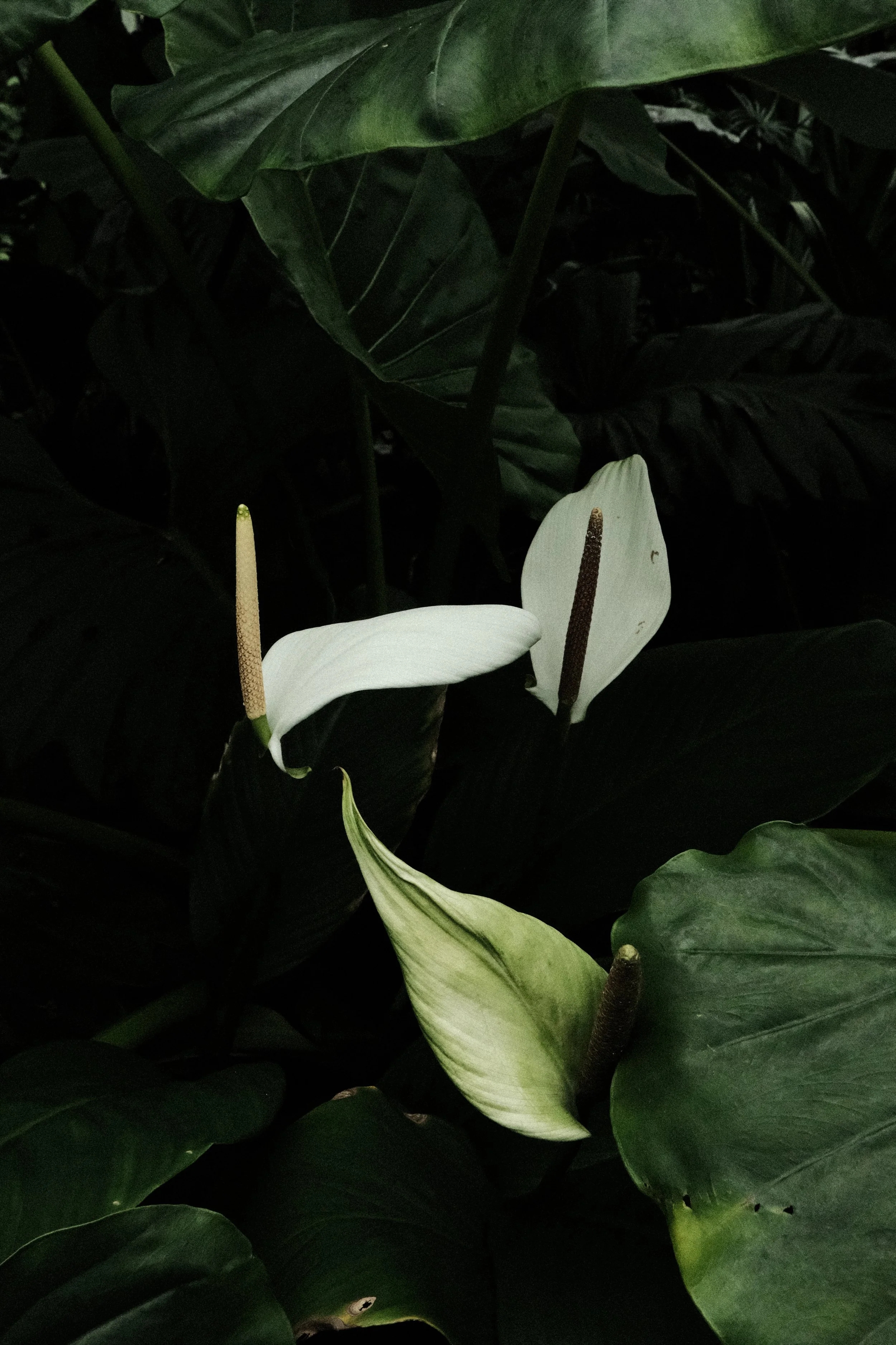 DSCF1175.JPG