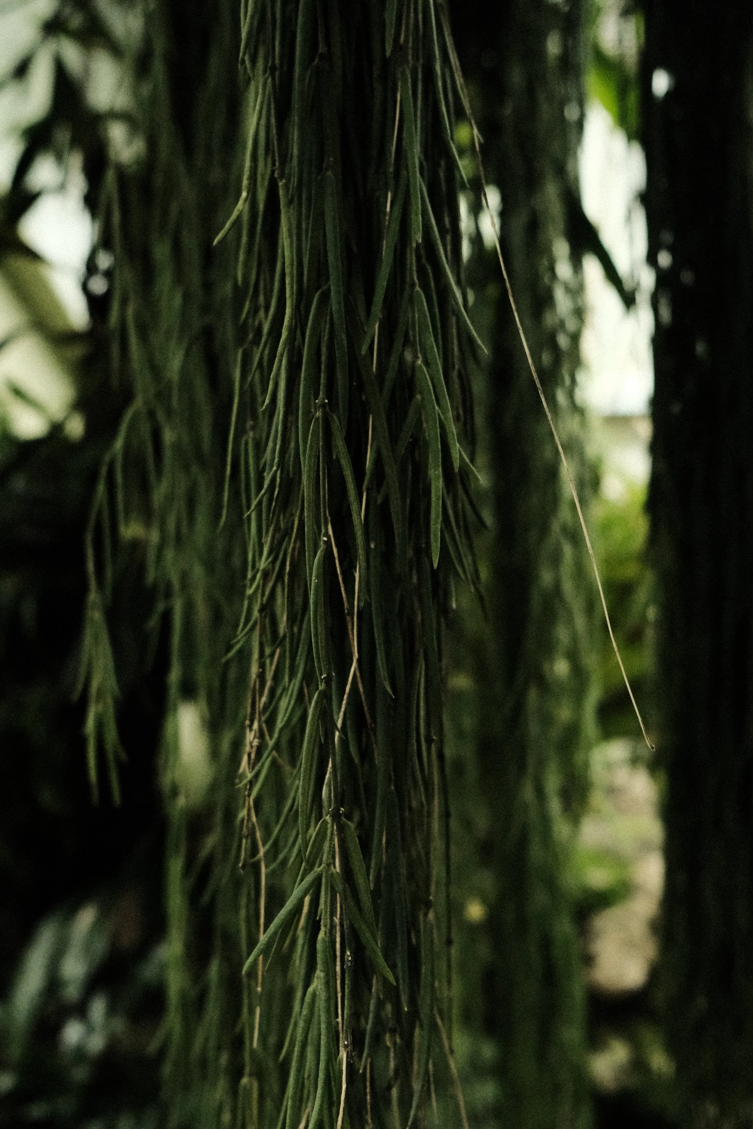 DSCF1257.JPG