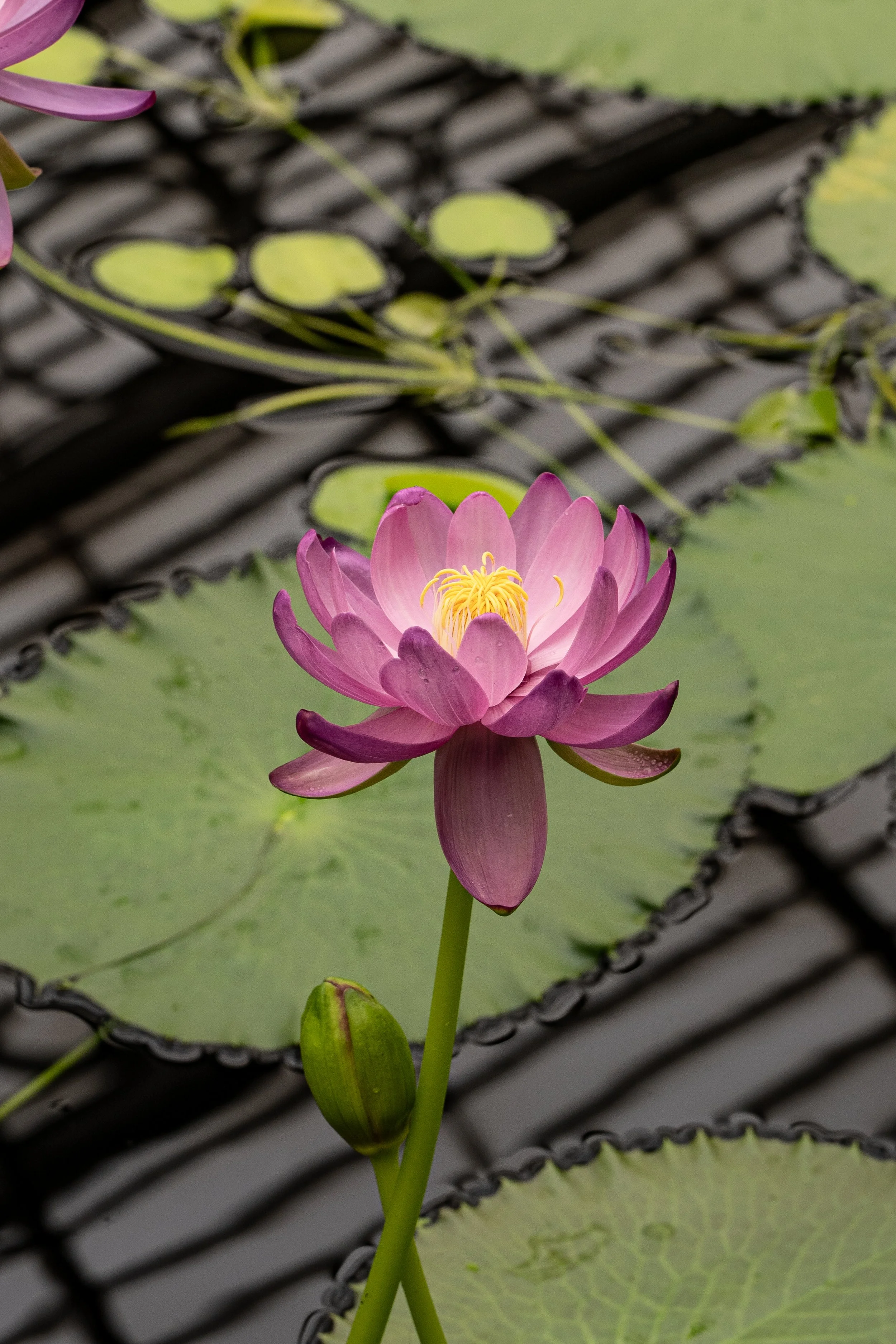 Kew Gardens, Richmond - 2023