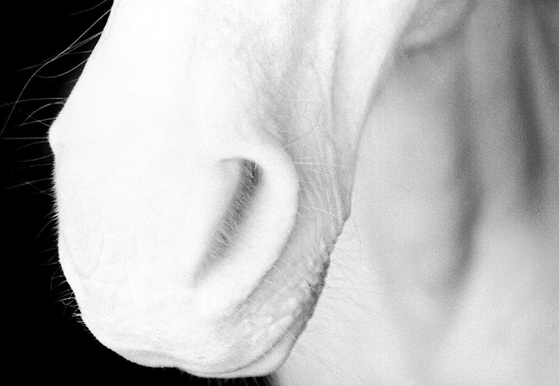 zucchero's nose w copy.jpg