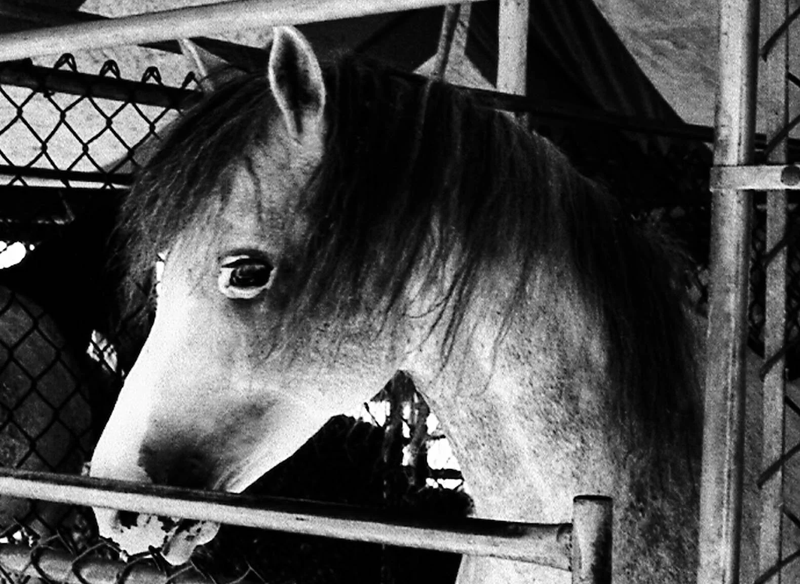 circus w negative.jpg