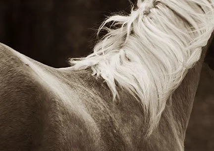 JAGR Rocket Blonde web.jpg