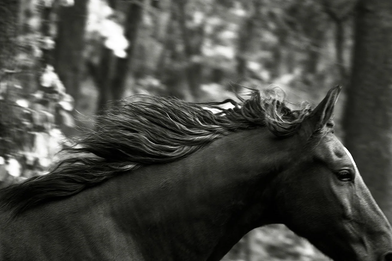 On the Move w BW.jpg