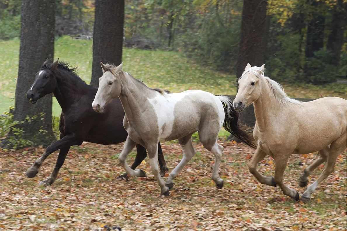 Three boys w 4813.jpg