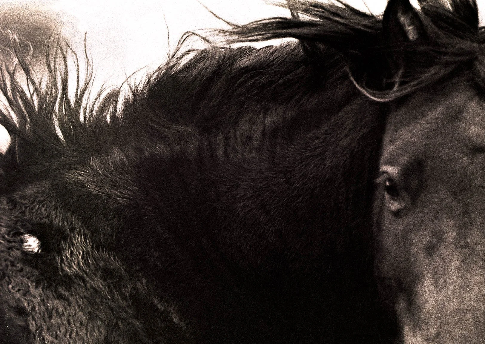 wild boy w new copy.jpg